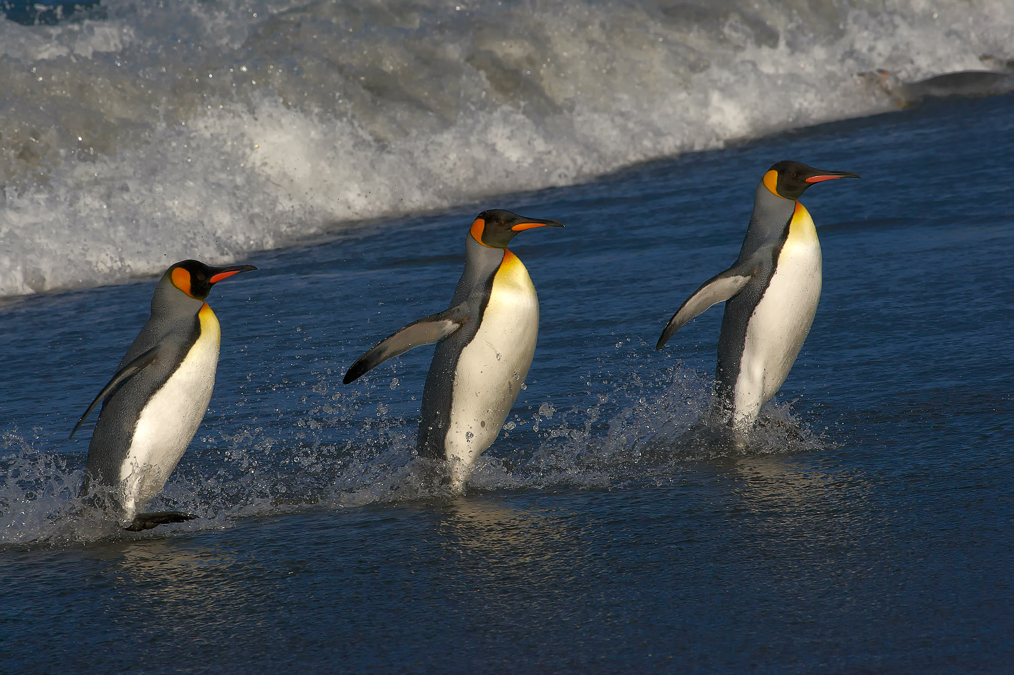 Königspinguine