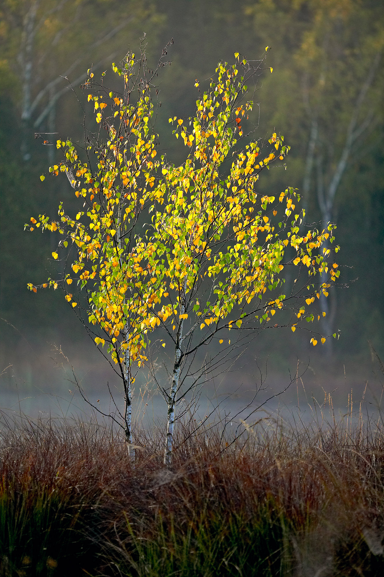 Birke in herbstlichem Morgen
