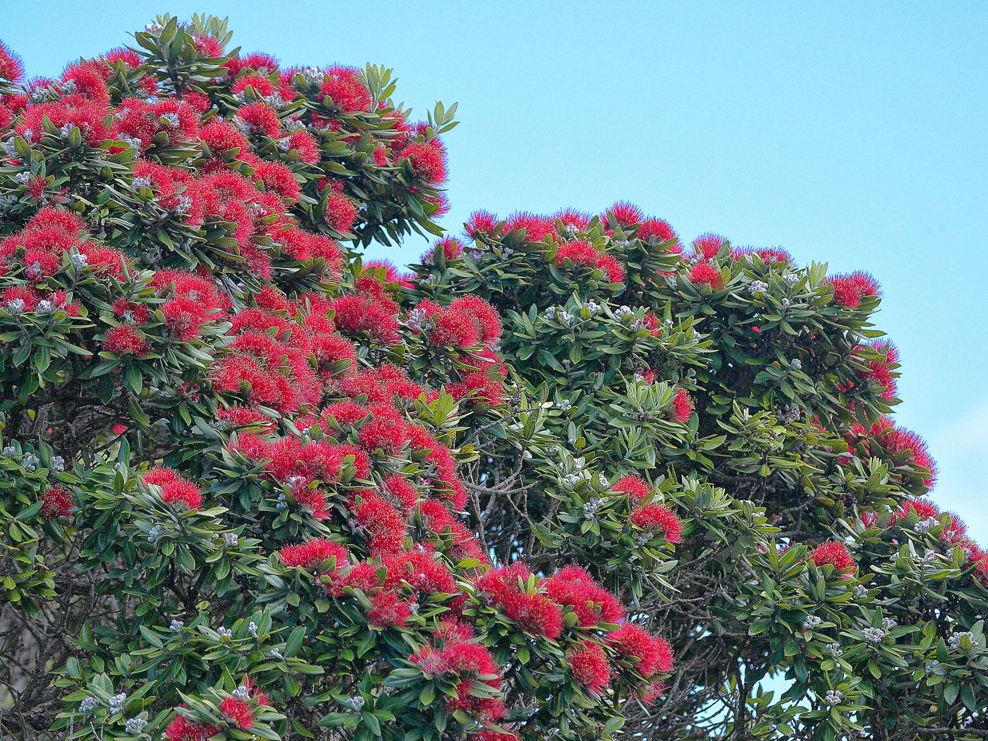 Pohutukawa Baum, Neuseeland