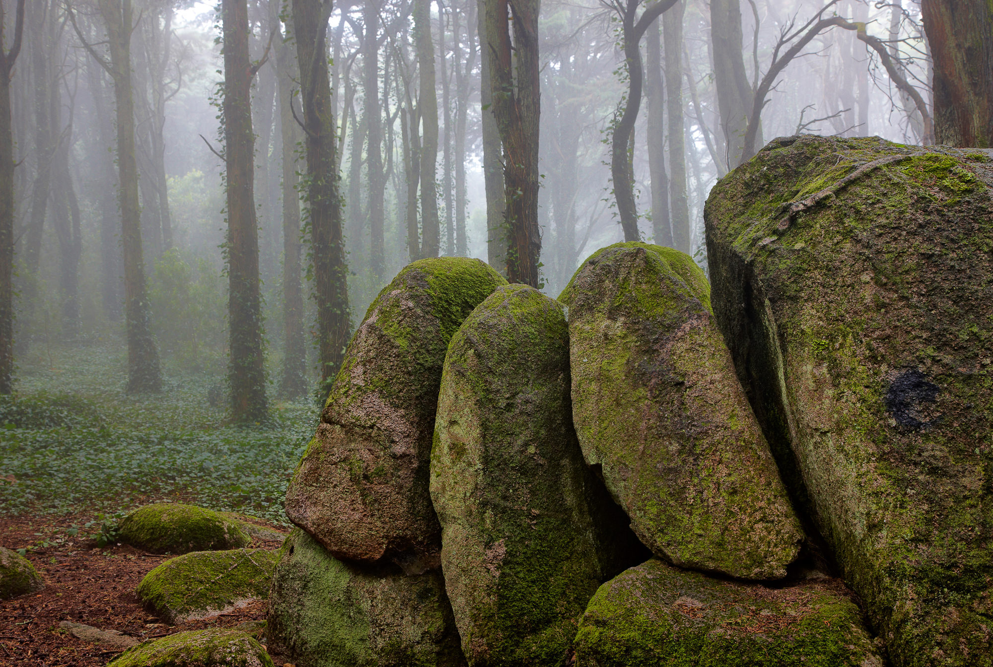 Wald bei Sintra, Portugal