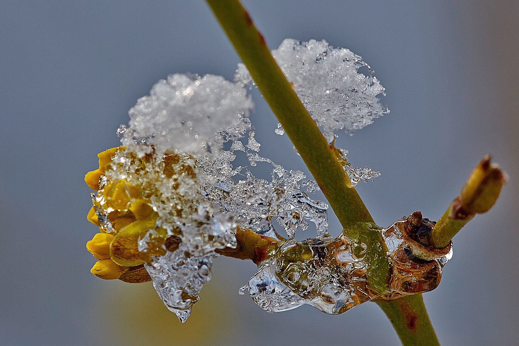 Frost auf einer Kornelkirschblüte