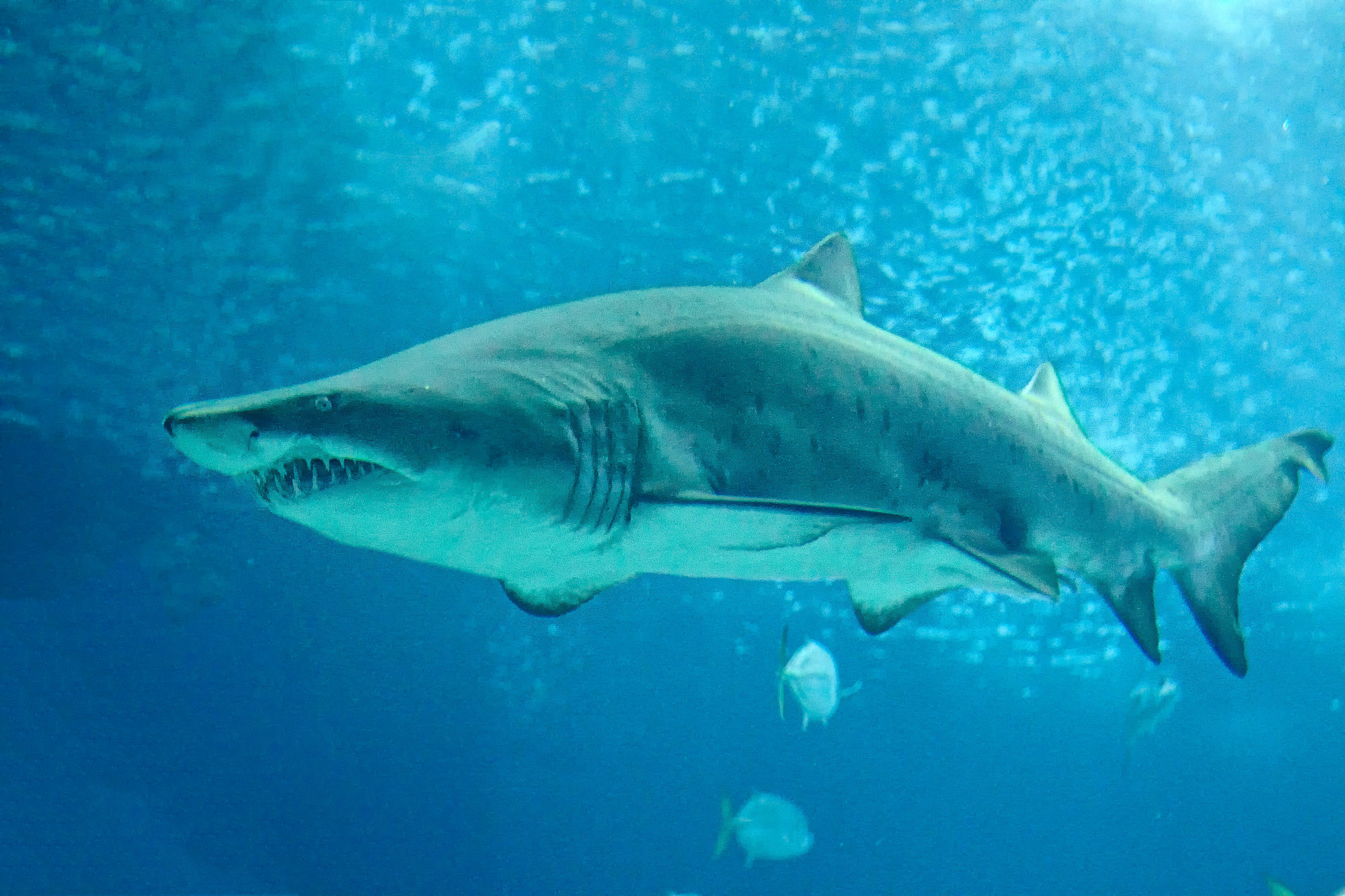 Oceanário de Lisboa