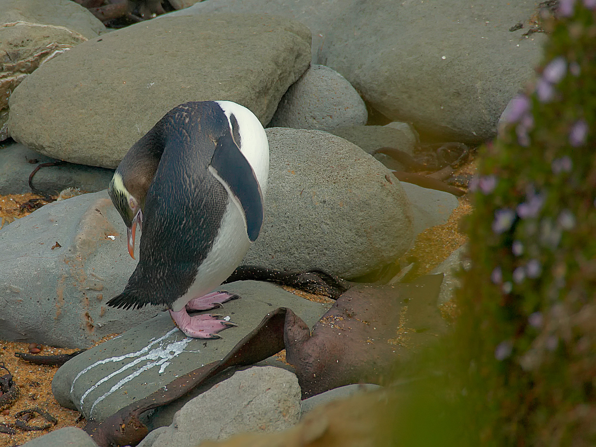 Gelbaugenpinguin, Neuseeland