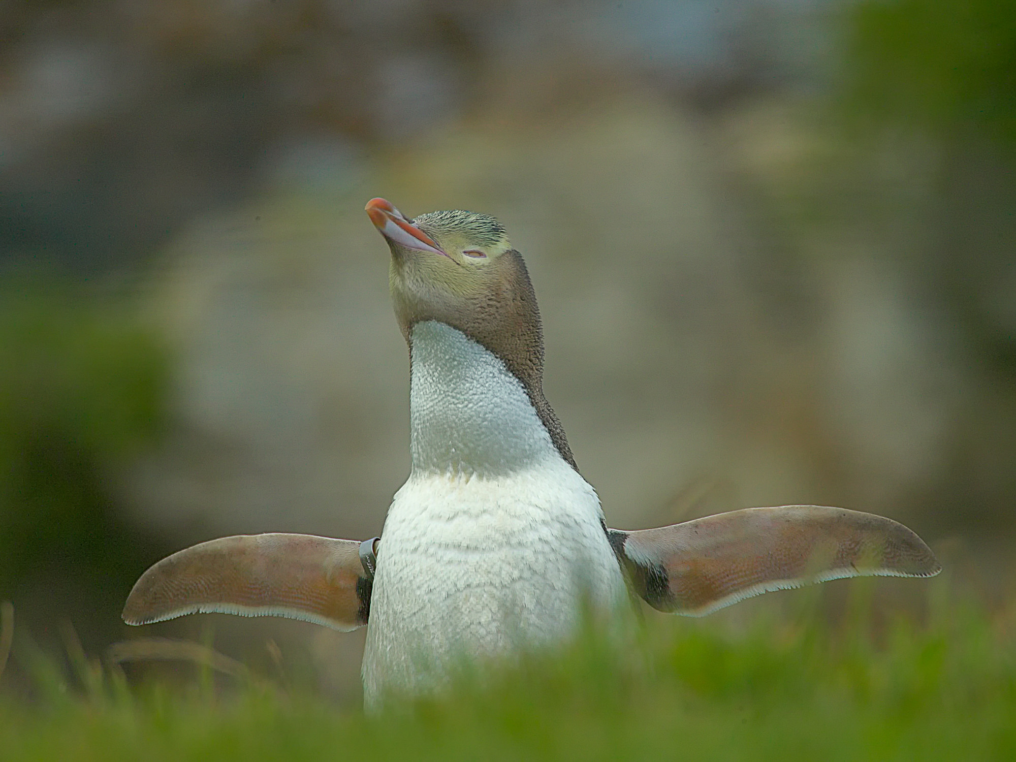 Gelbaugenpinguin