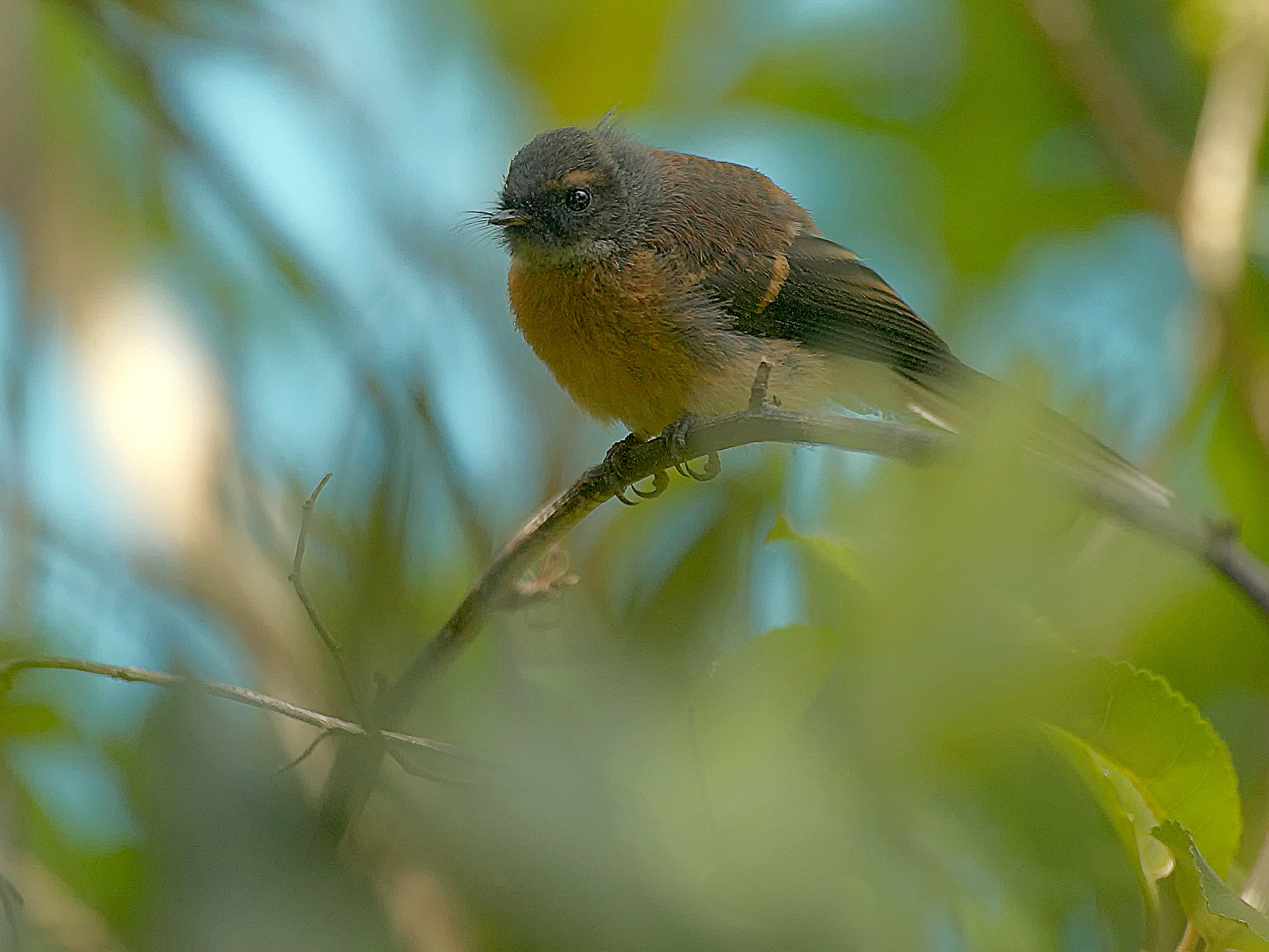 Graufächerschwanz im Wenderholm Regional Park, Neuseeland