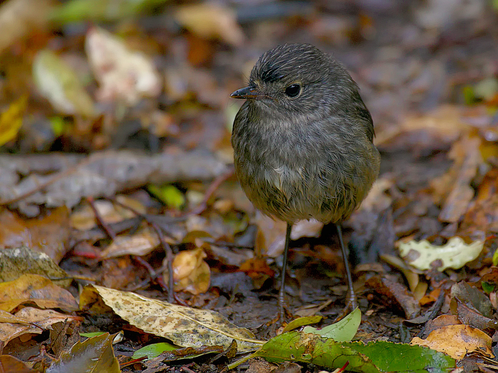 Langbeinschnäpper (New Zealand Robin)