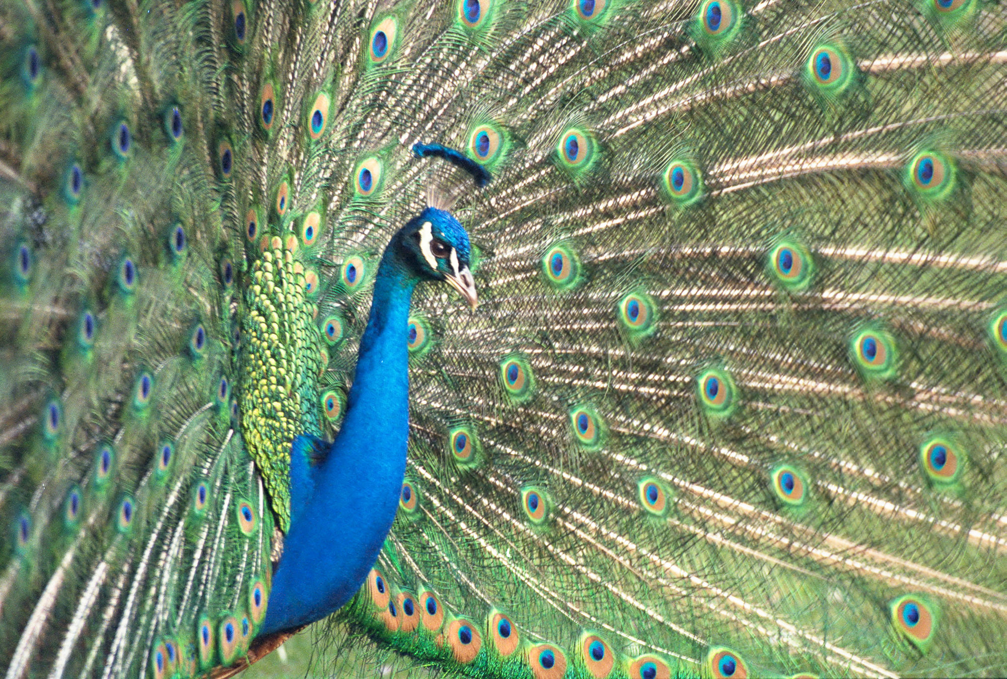 Pfau