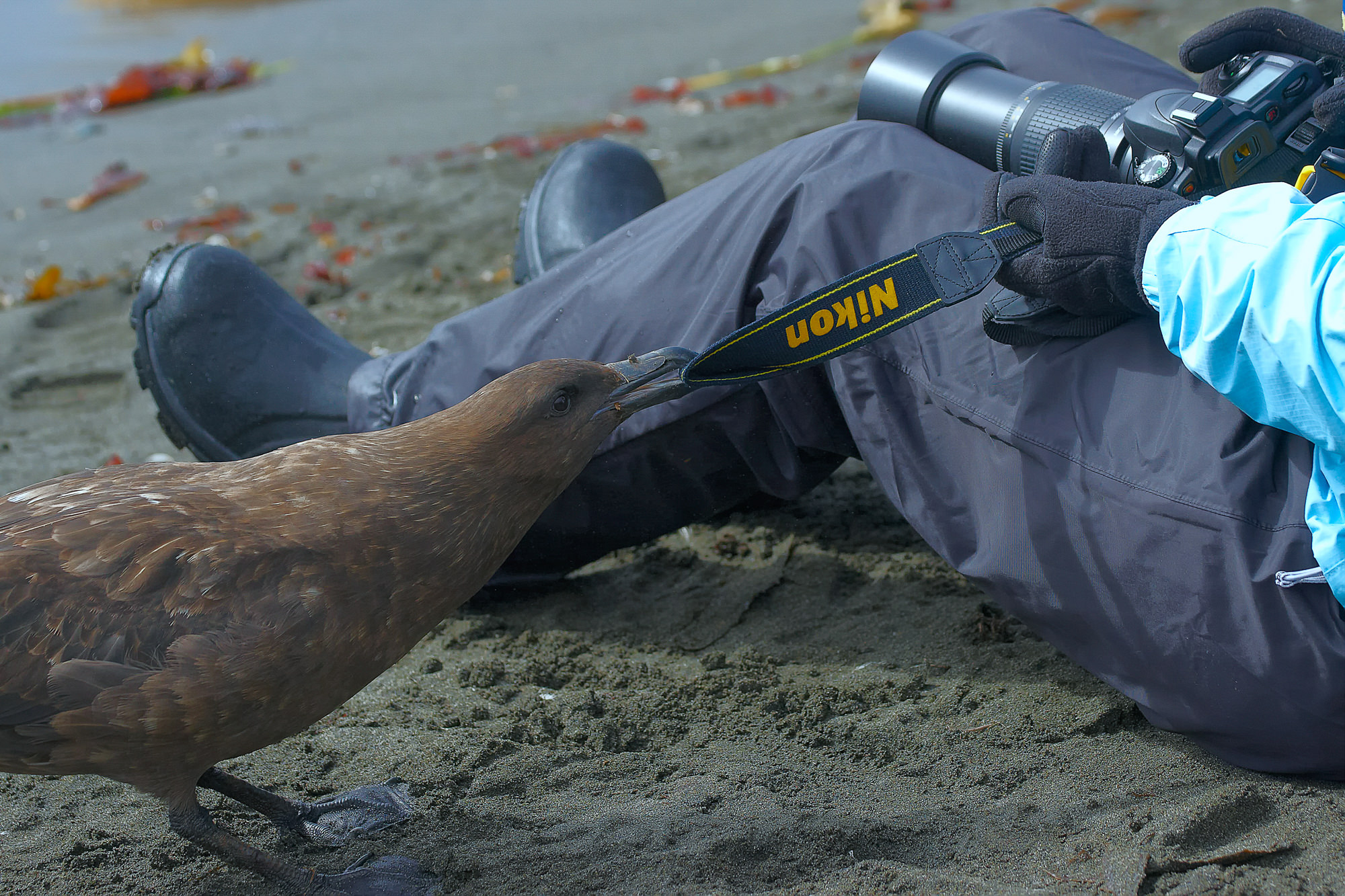 Raubmöven auf der Antarktischen Halbinsel sind sehr scheu und sehr neugierig