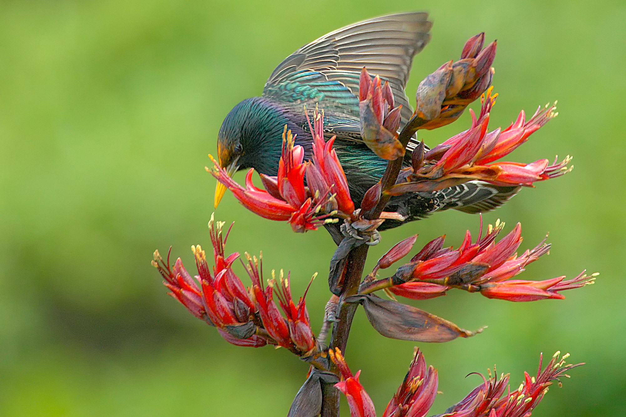 Tui an Flachsblüten Neuseeland