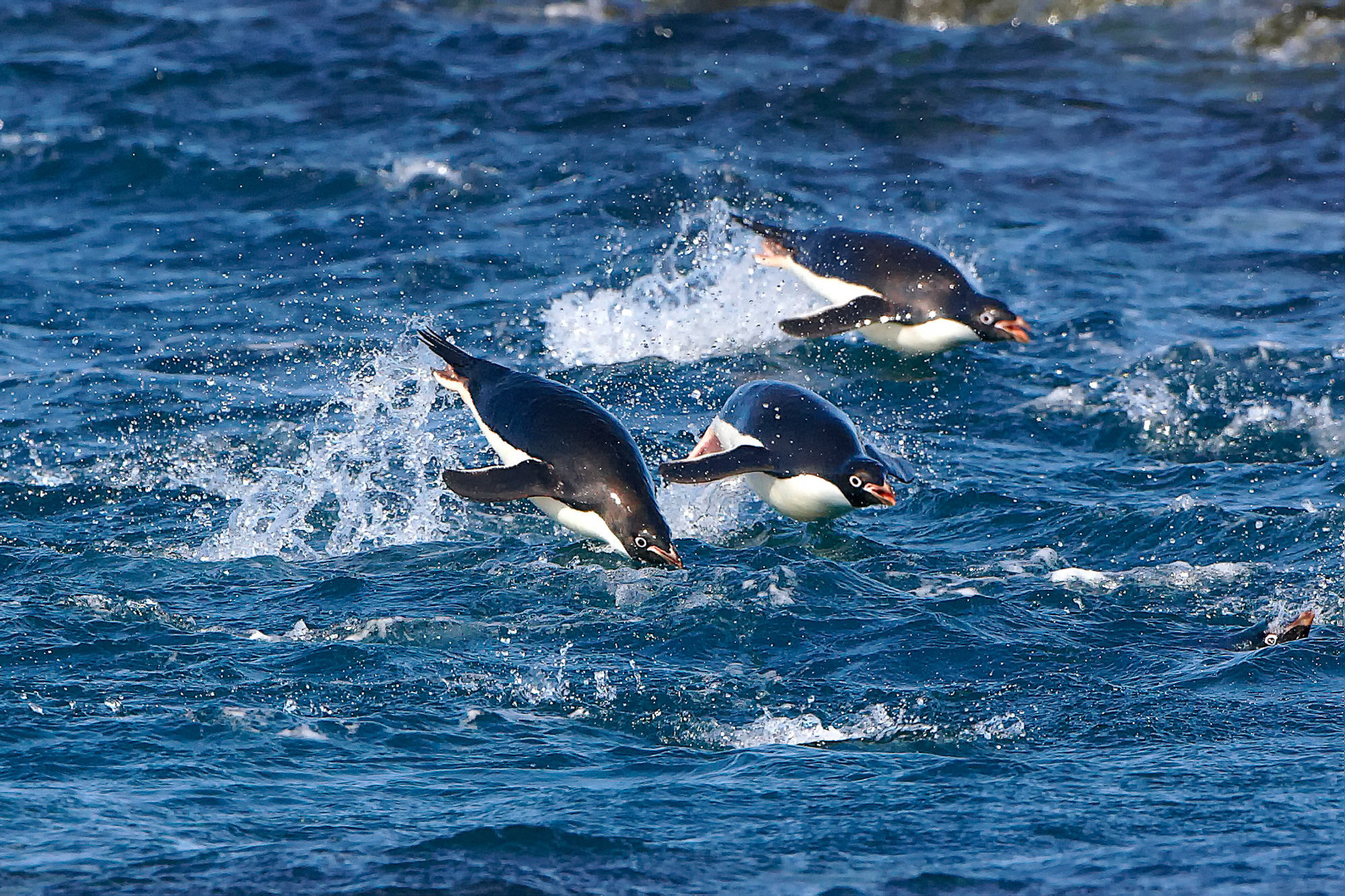 Adelie Pinguine beim Schwimmwettbewerb