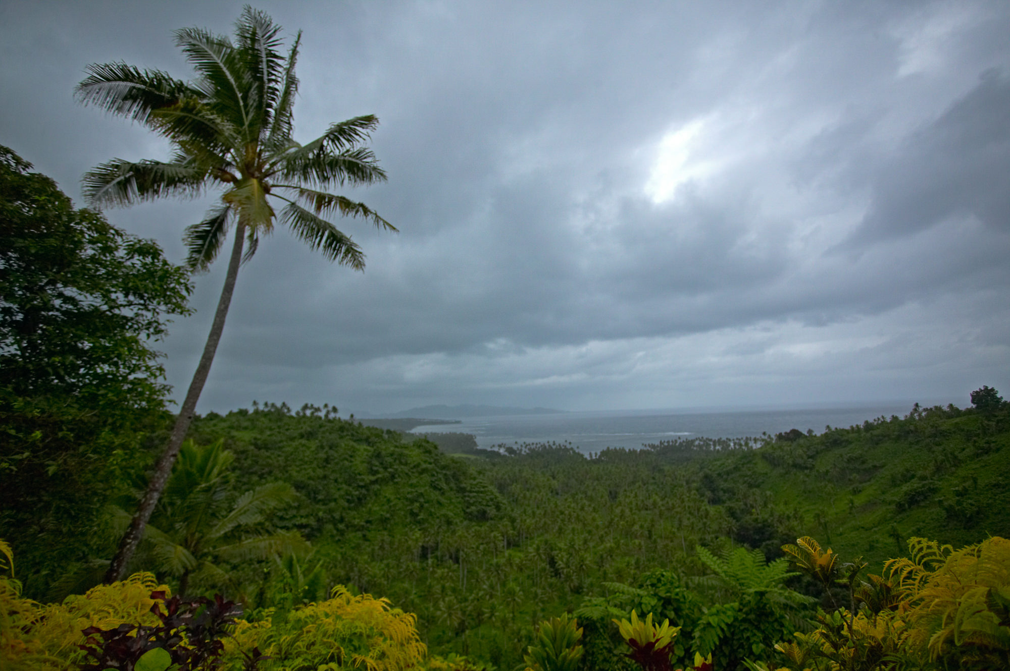 Regenwald, Taveuni Island