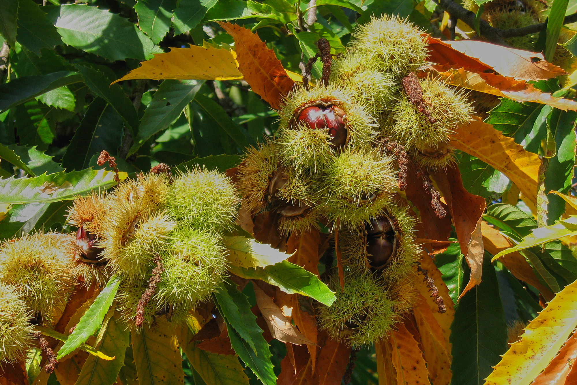Day 6: From Espeyrac to Conques