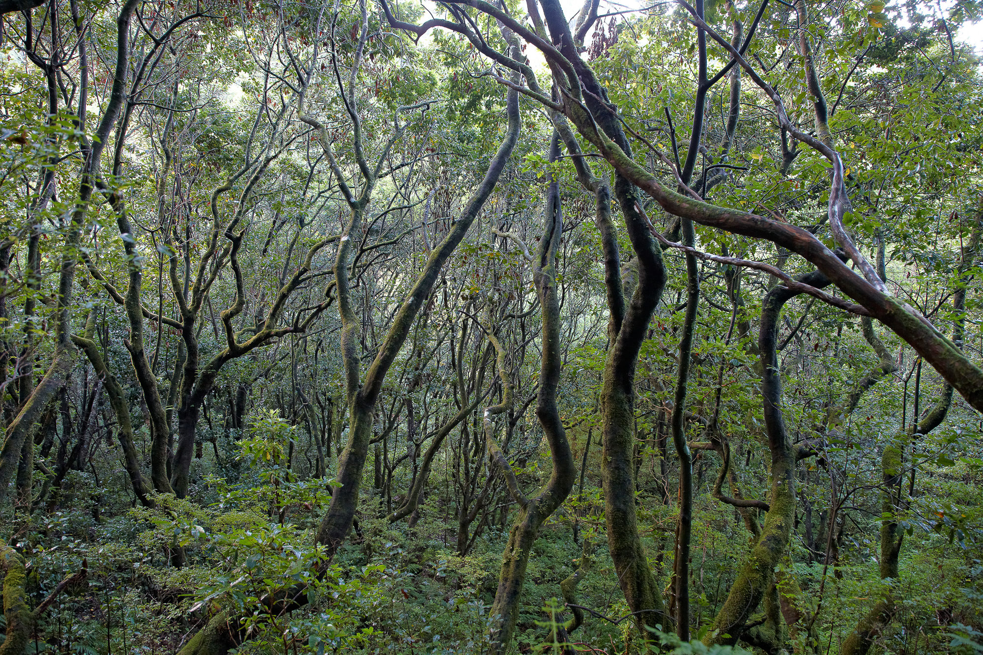 Madeira