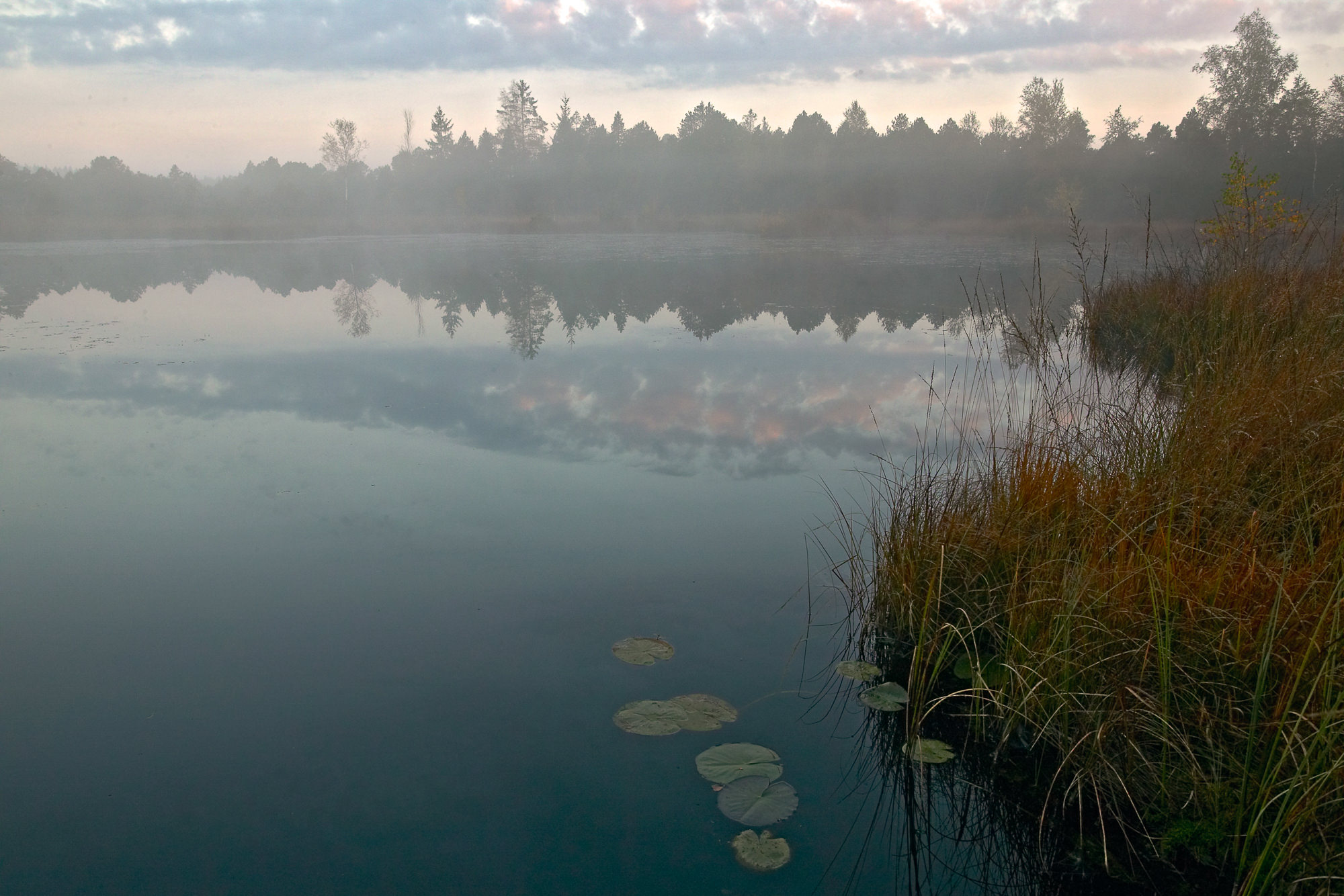 Morgens im Moor