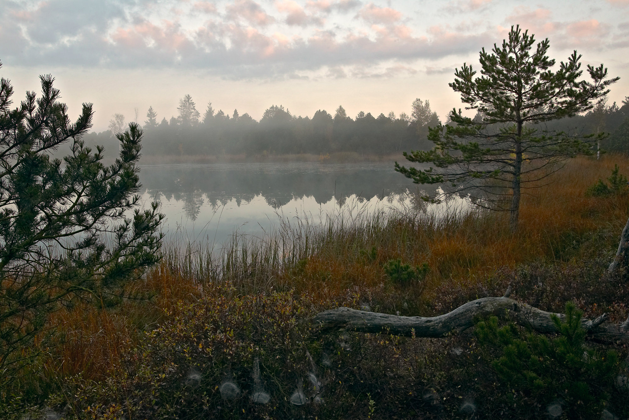 Morgens im Moor