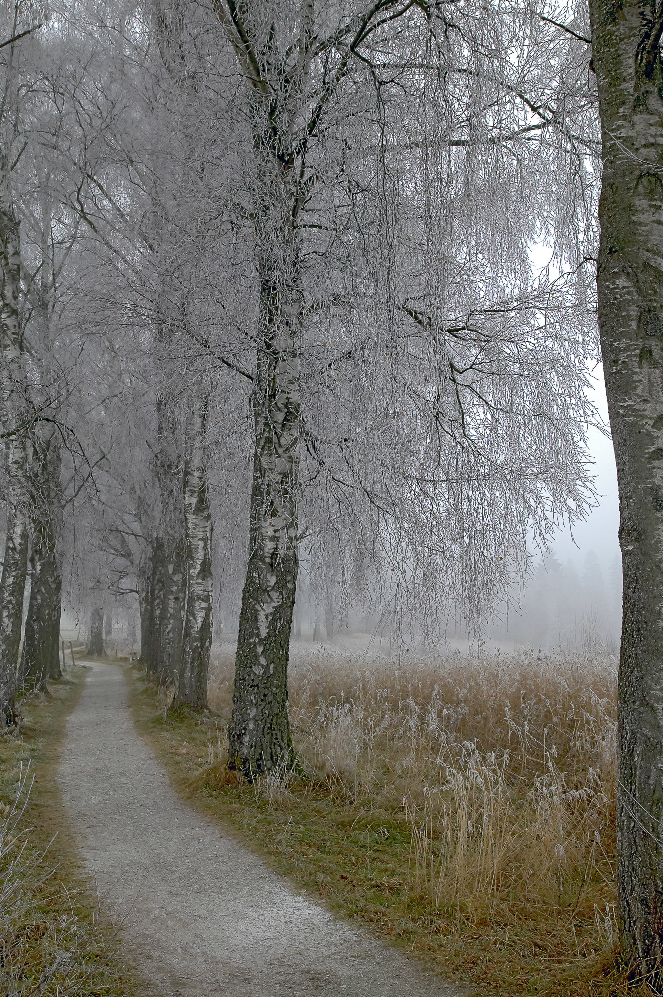 Birkenallee im Winter