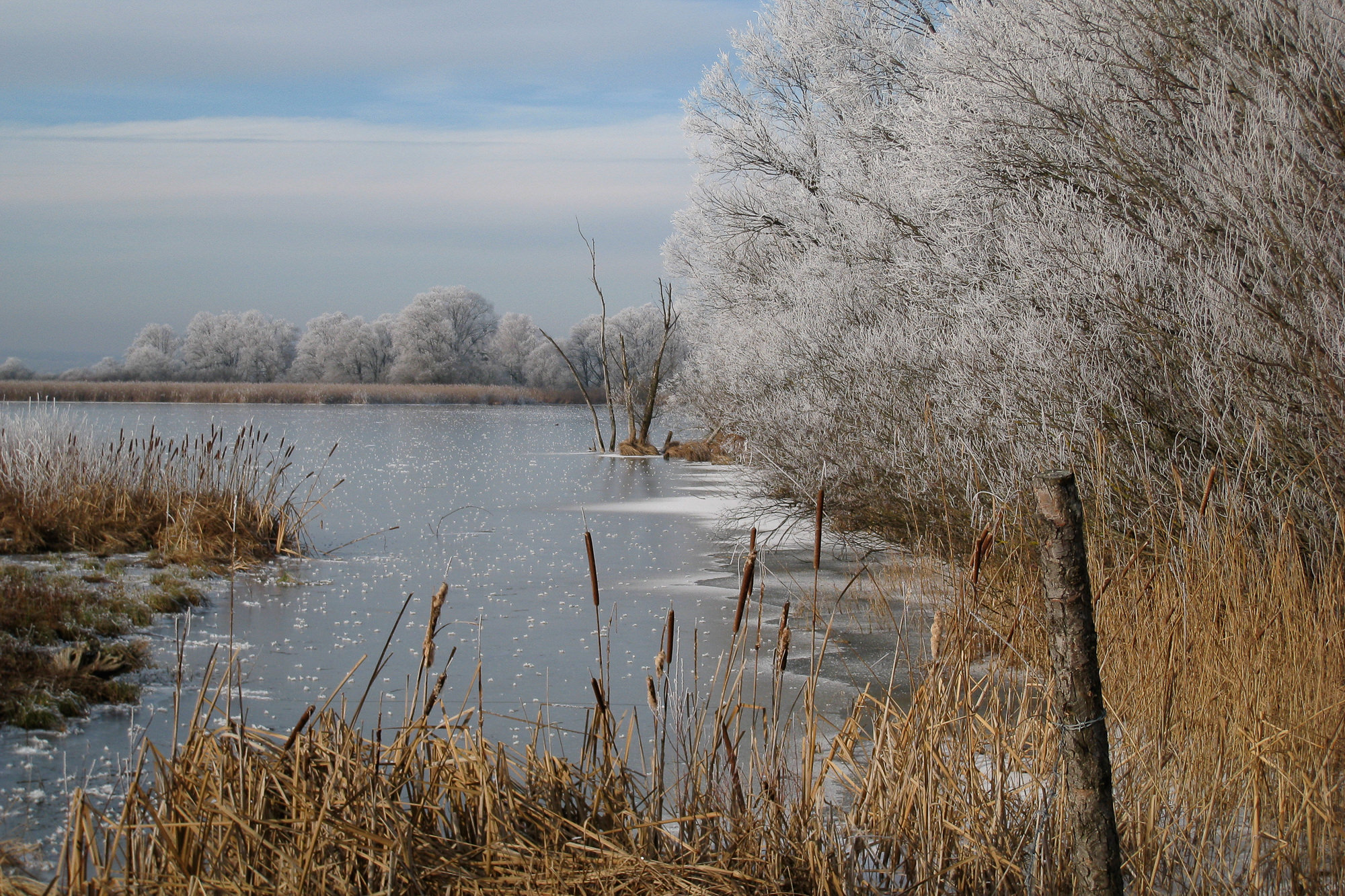 Raureif am Ammersee
