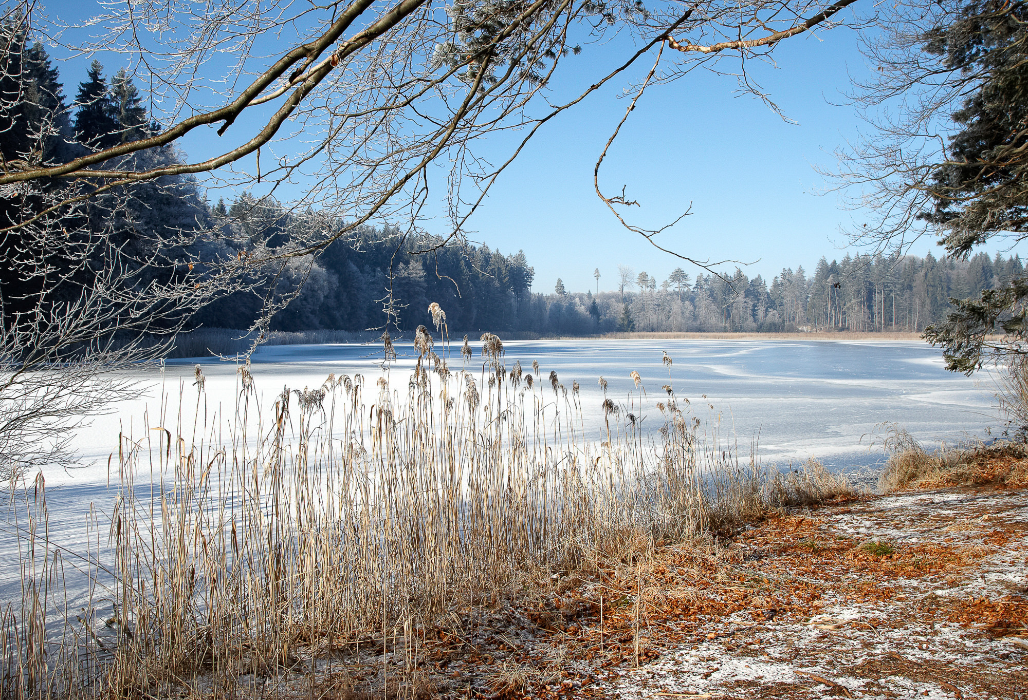 Raureif am Weiher