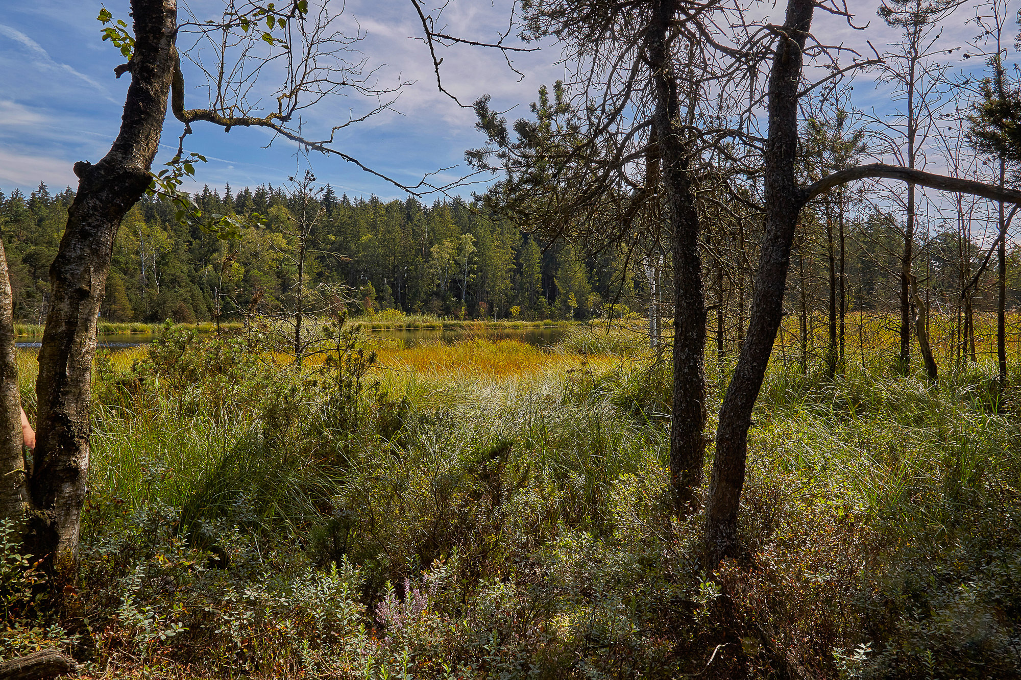 Moorlandschaft