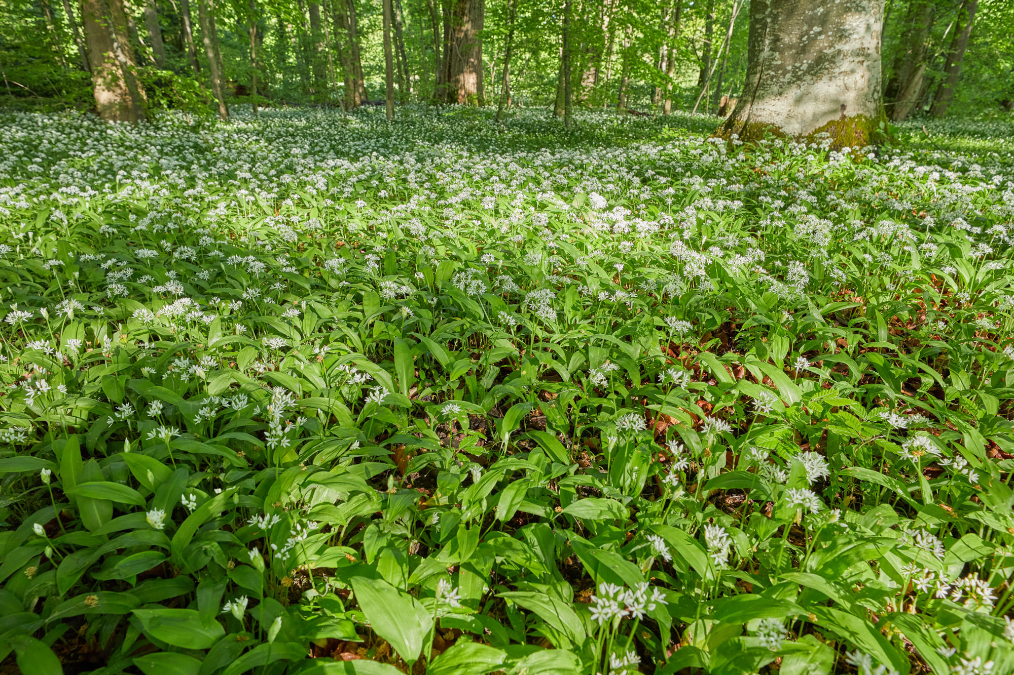 Bärlauch im Frühling