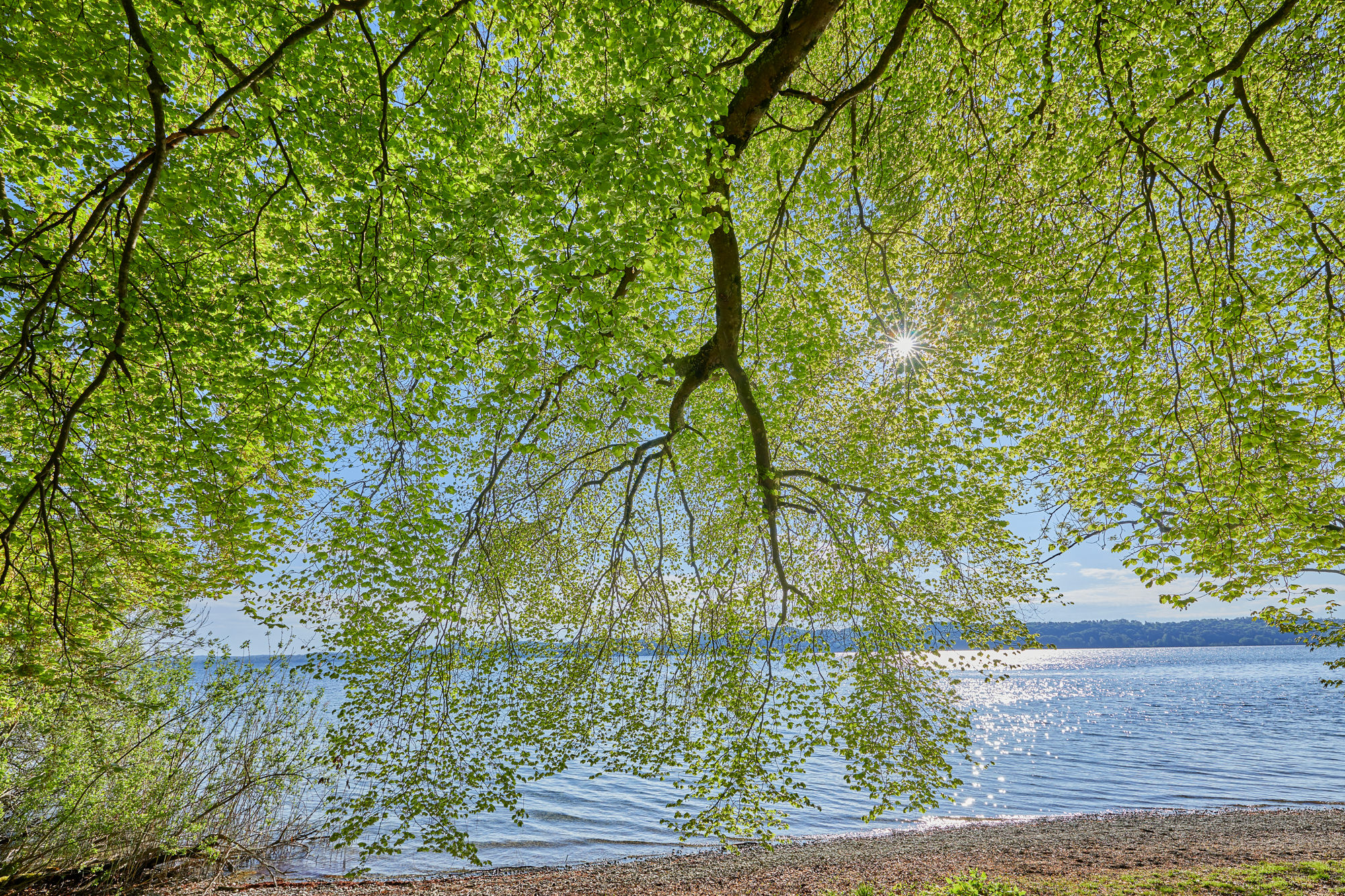 Buche am Starnberger See