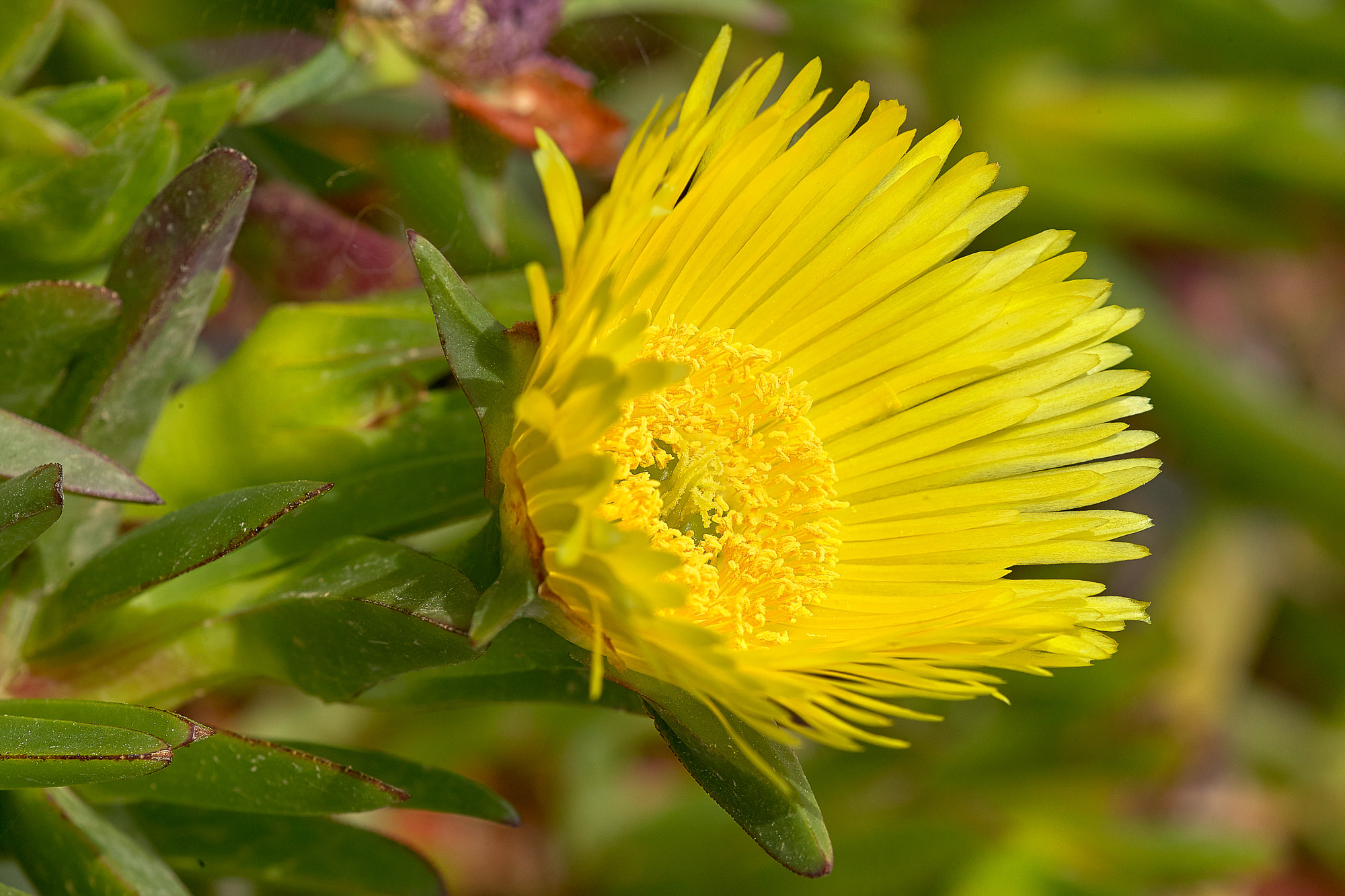 Mittagsblume