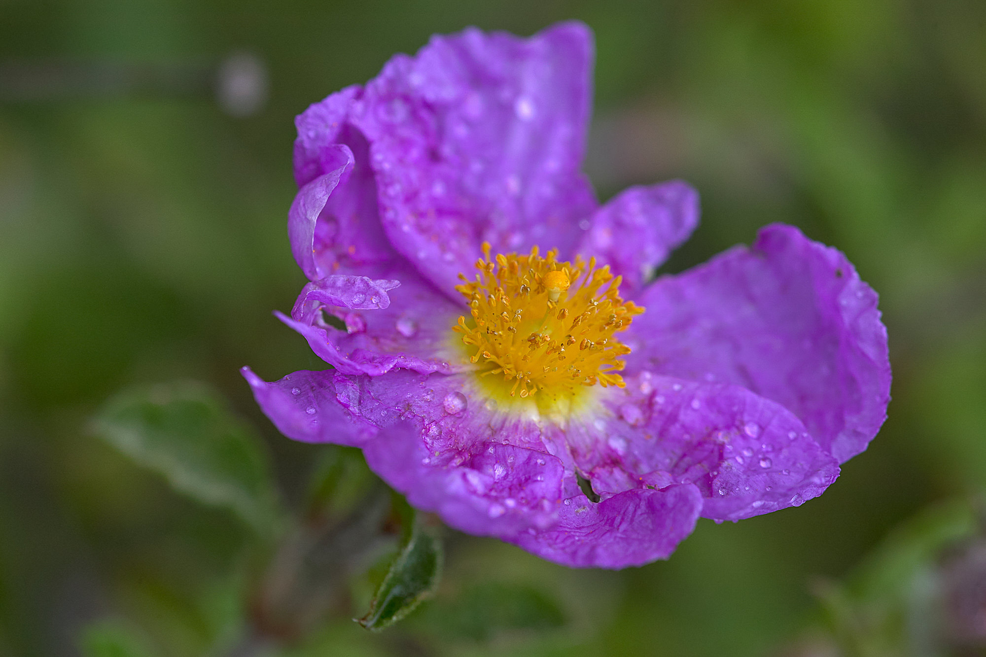 Zistrose