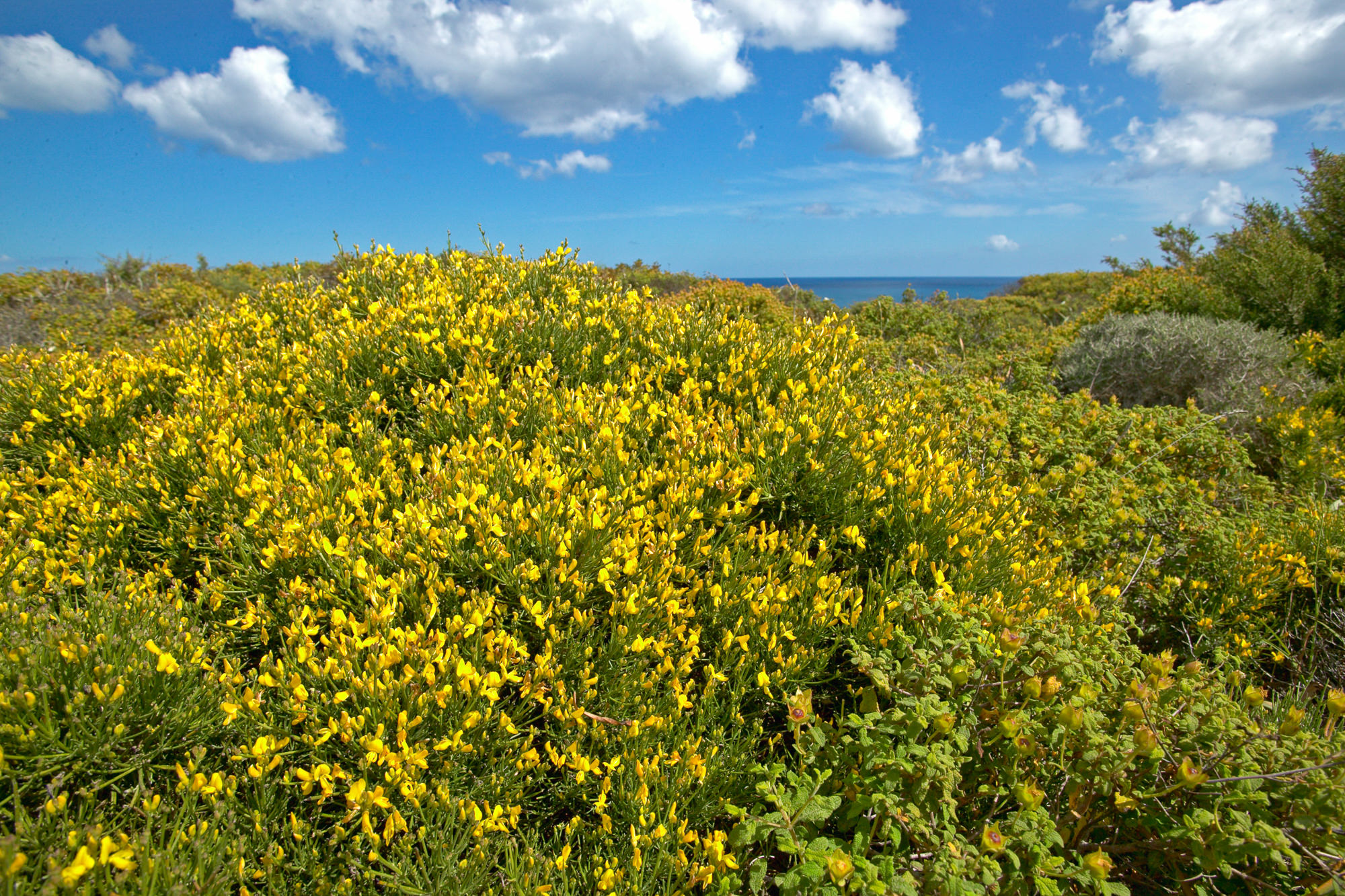farbenfrohe Maccia