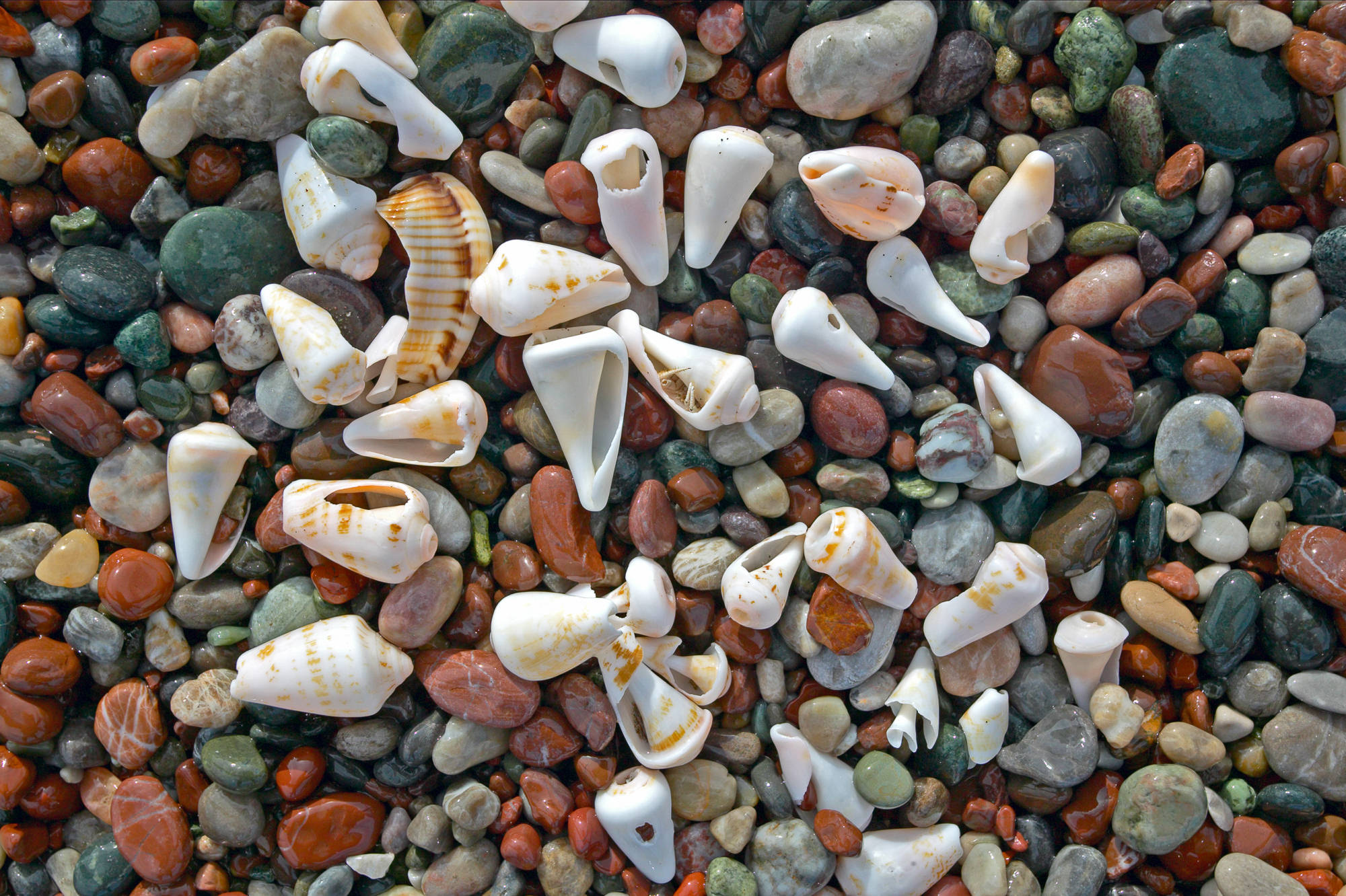 Muscheln am Strand