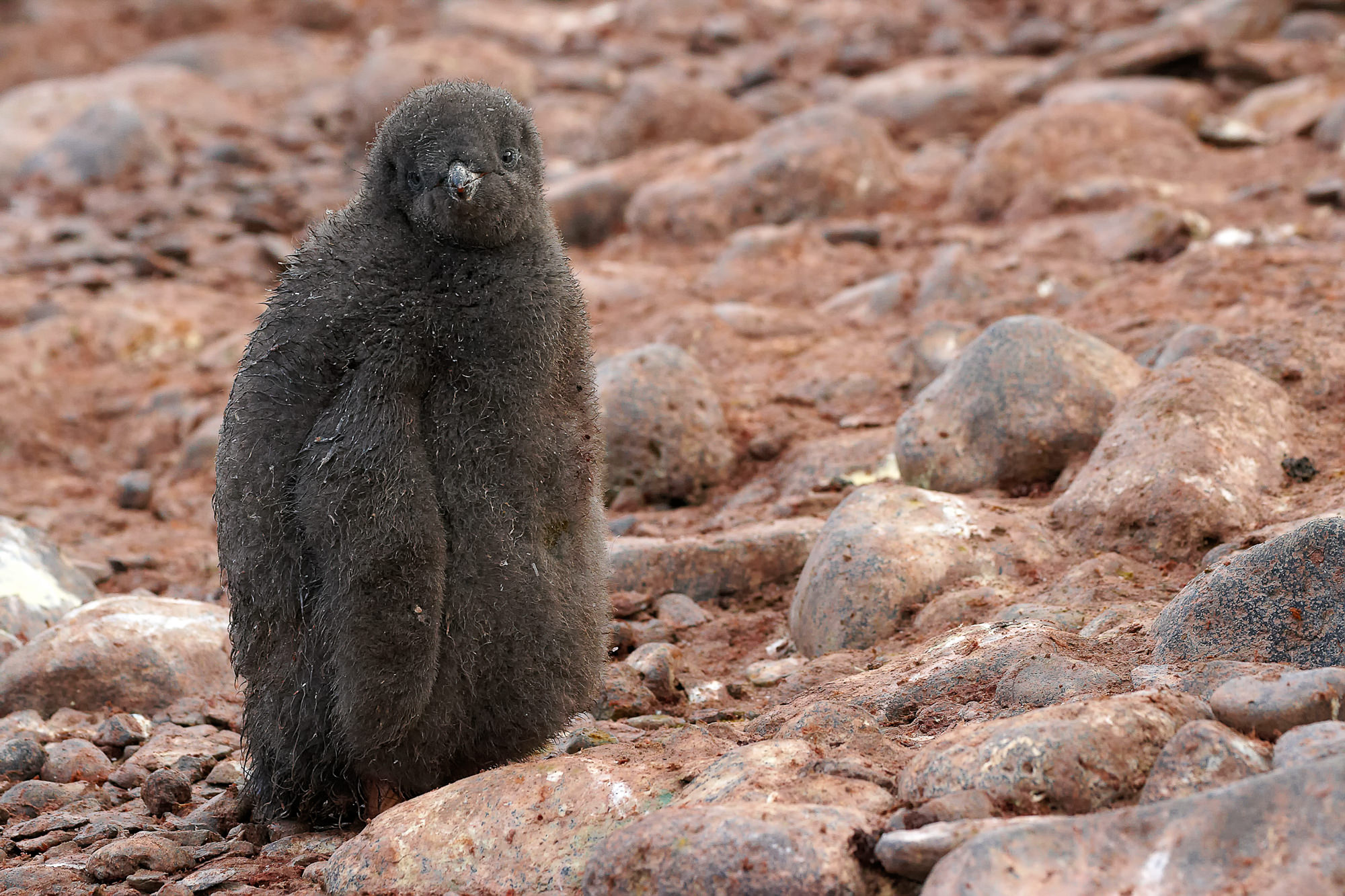 Adelie Penguin