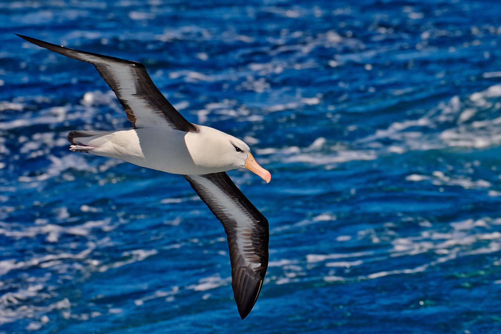Albatross