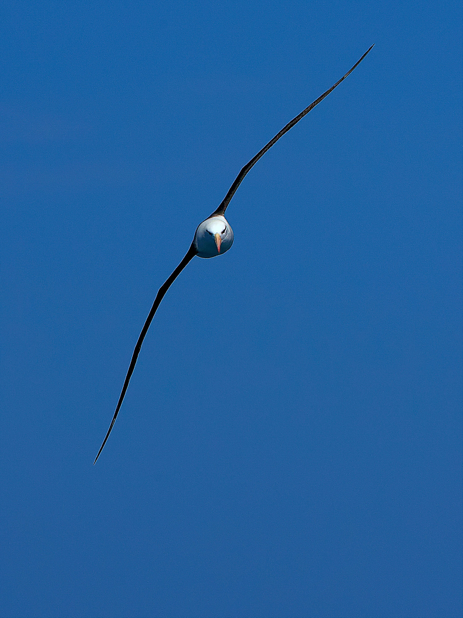 wandering albatross