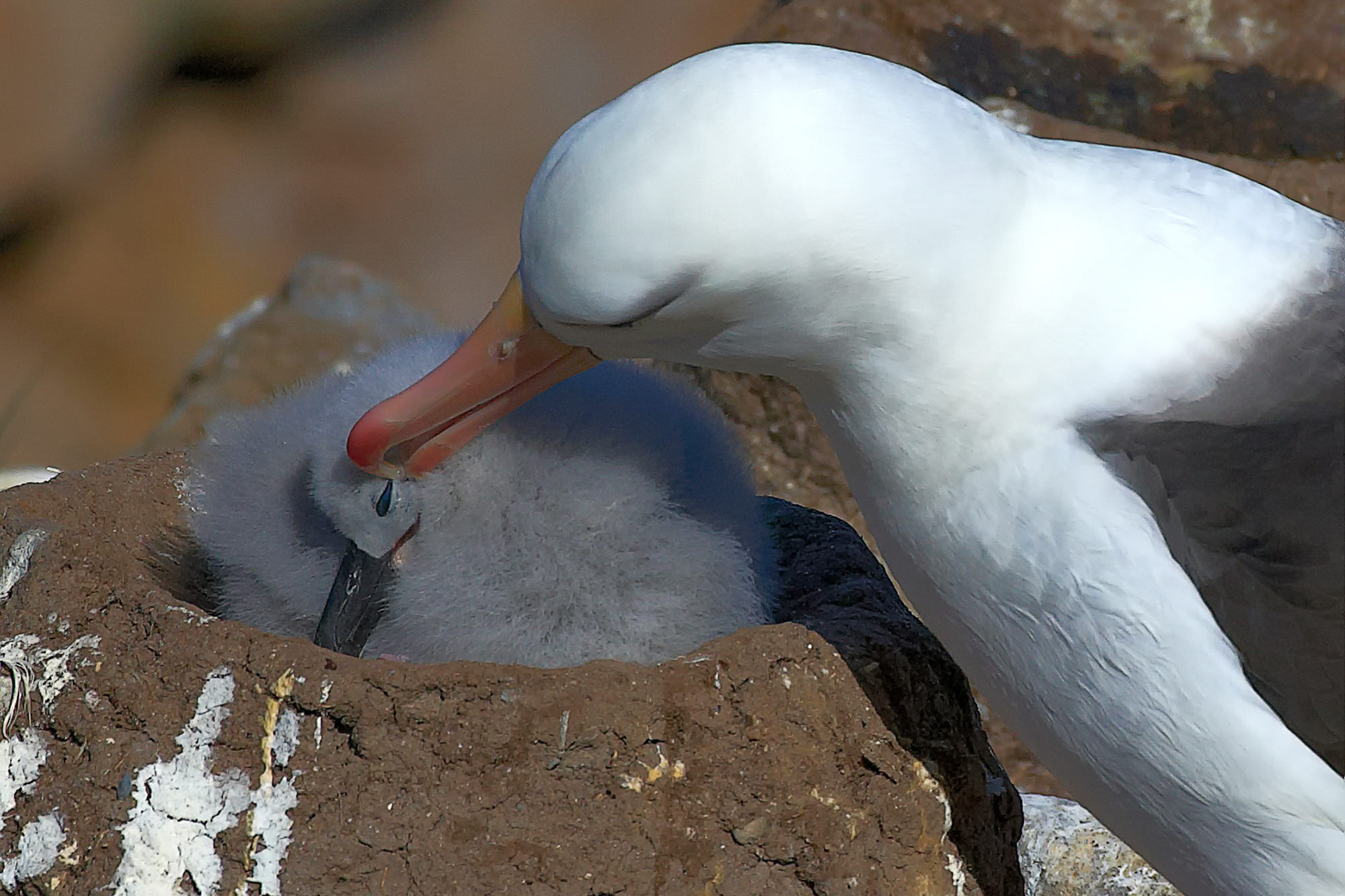 motherly love