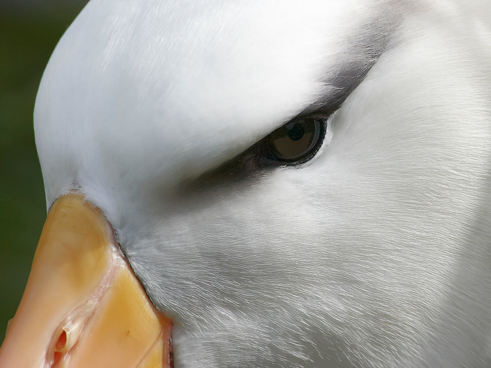 wandering albatross
