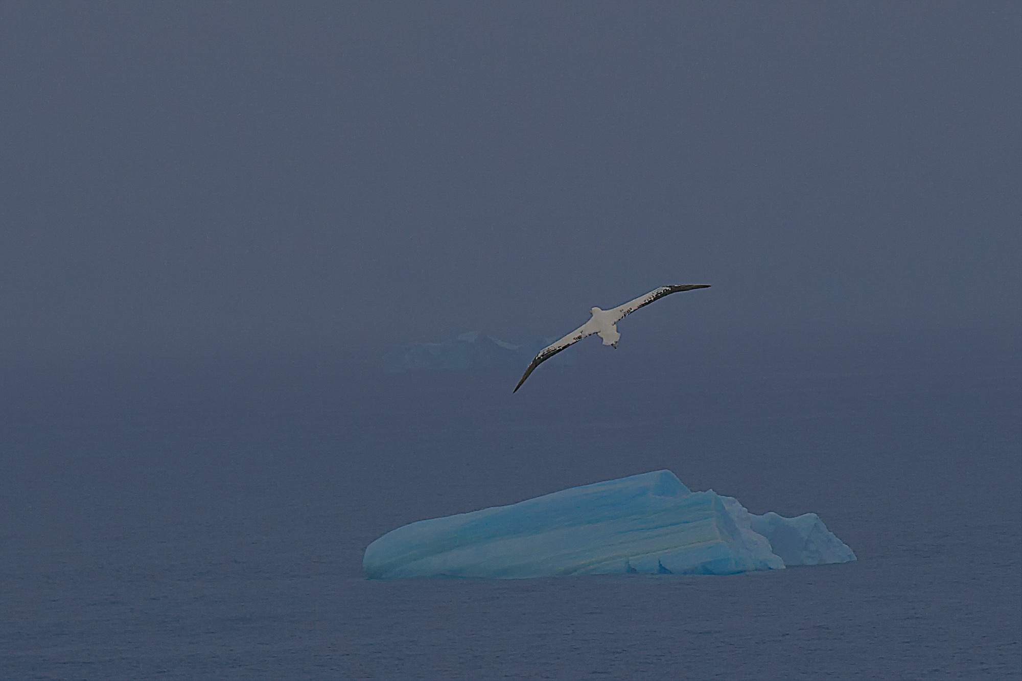limitless freedom of the wandering albatross