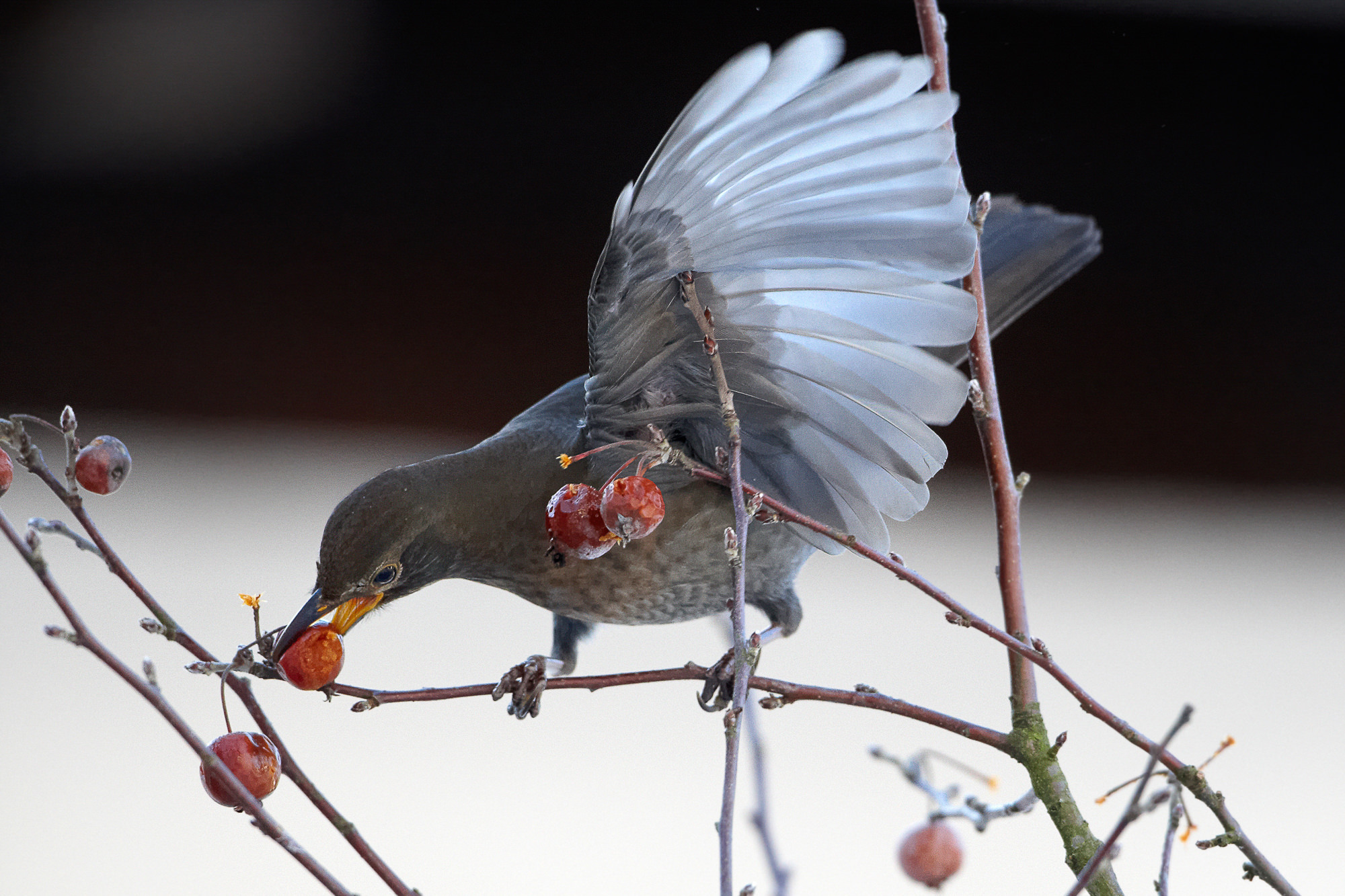 Blackbird