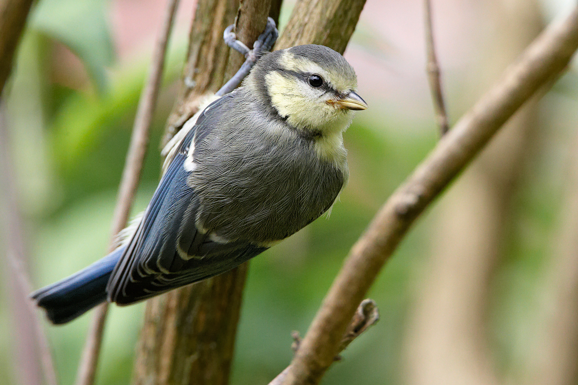 bluetit