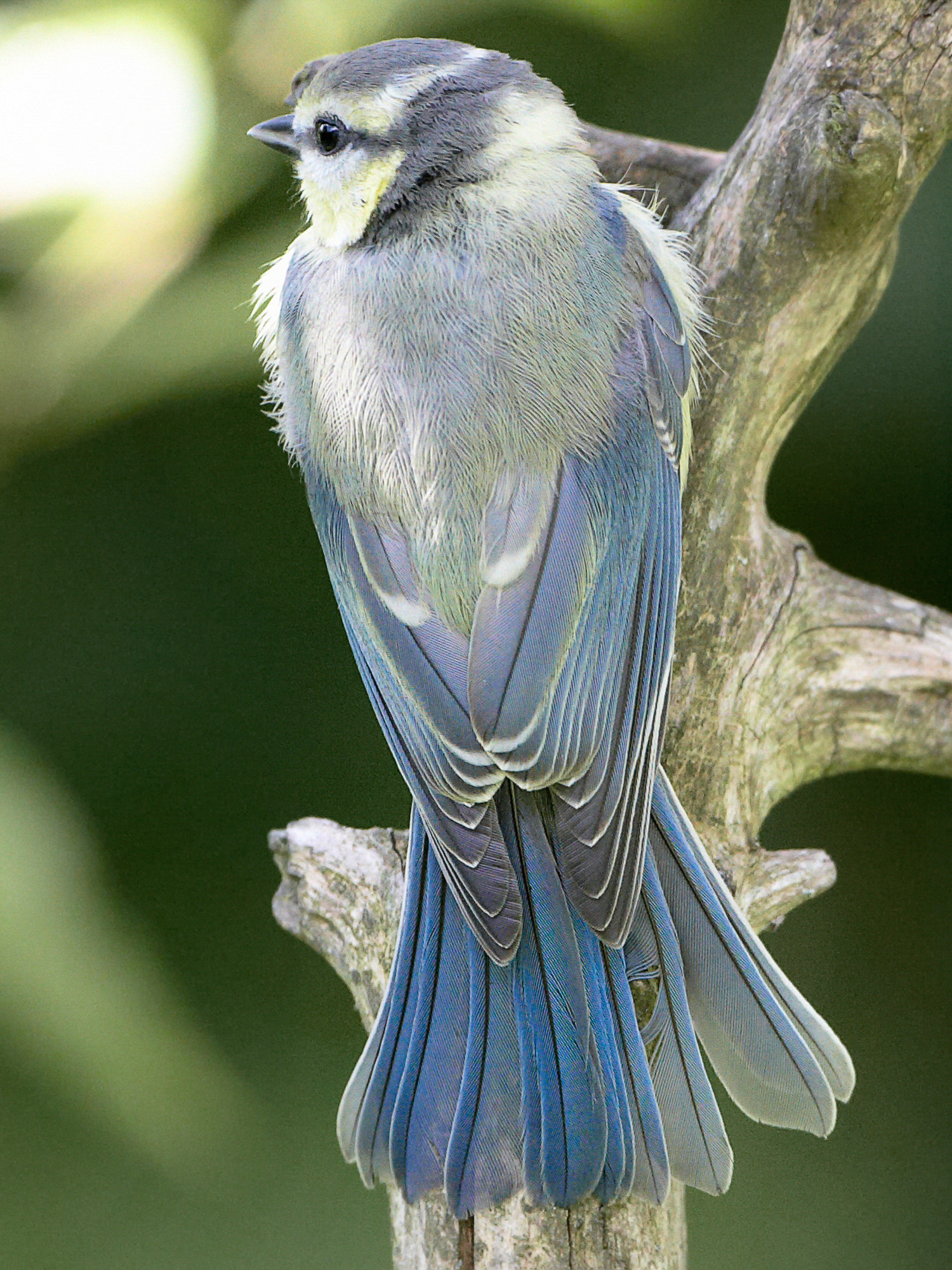 bluetit