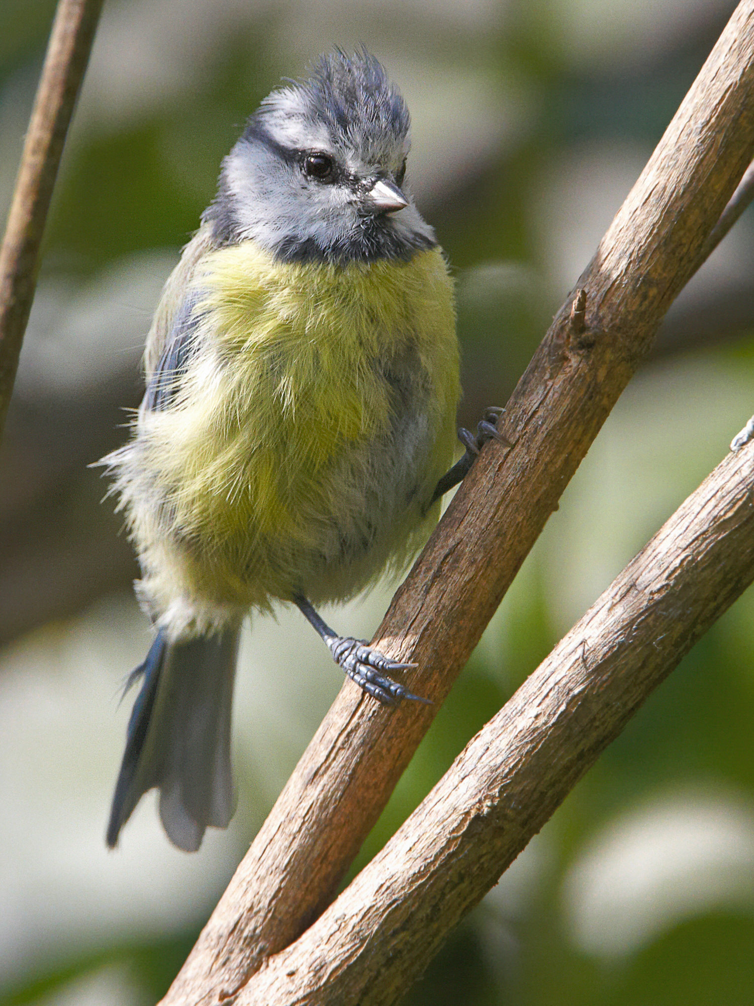 bluetit