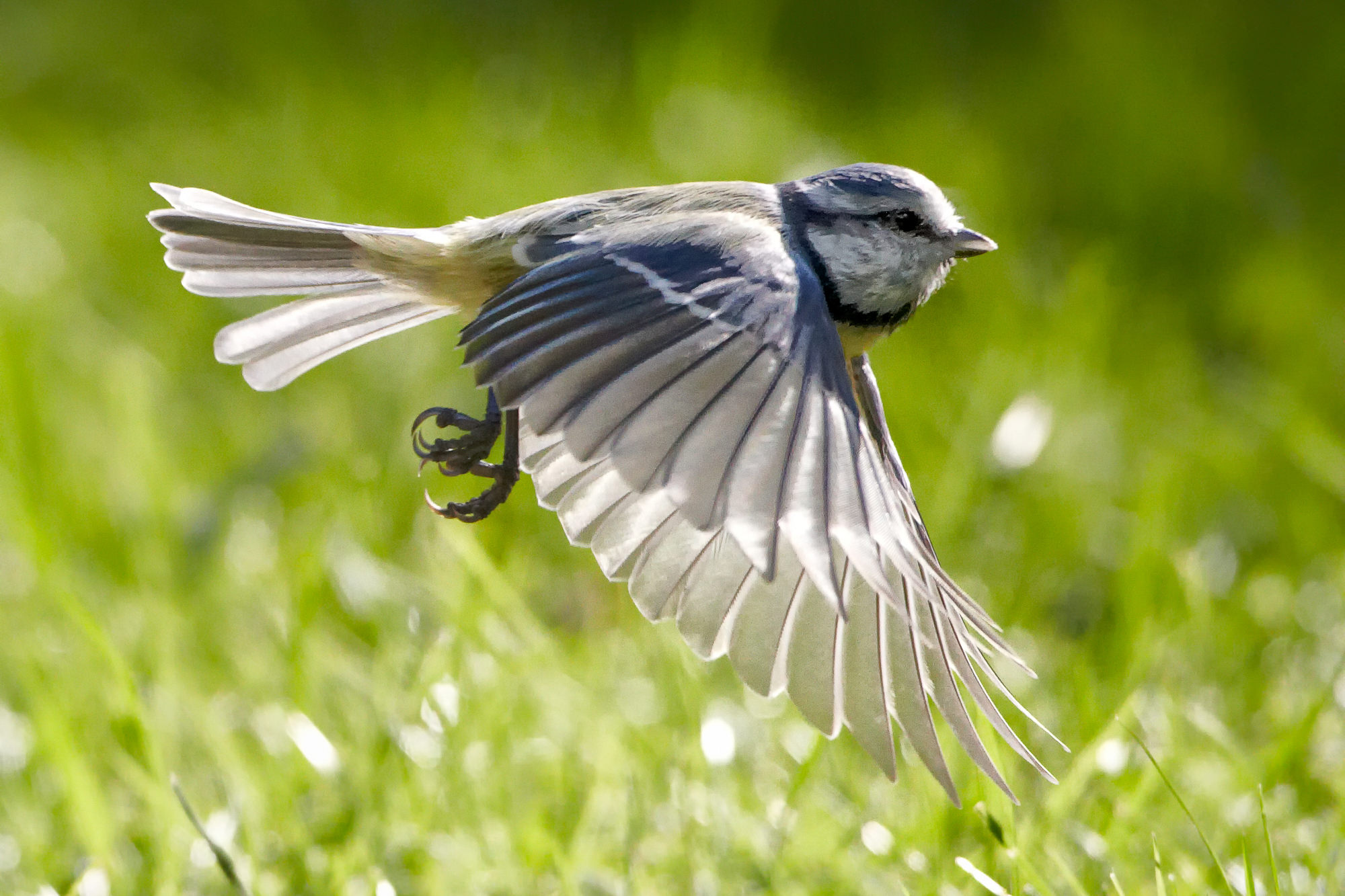 bluetit