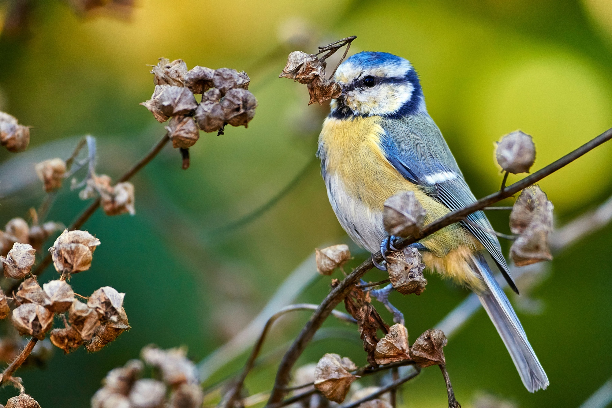 blue tit with faded hollyhocks