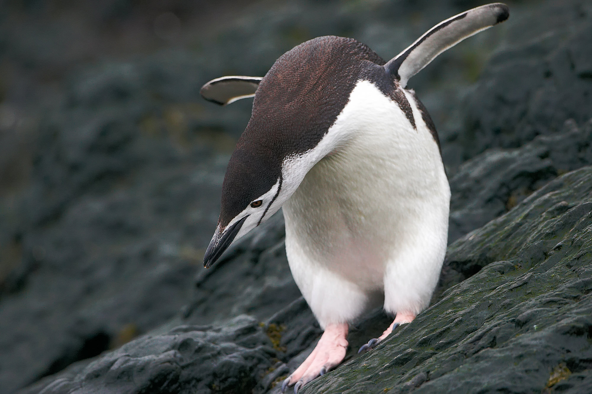 chinstrap penguin
