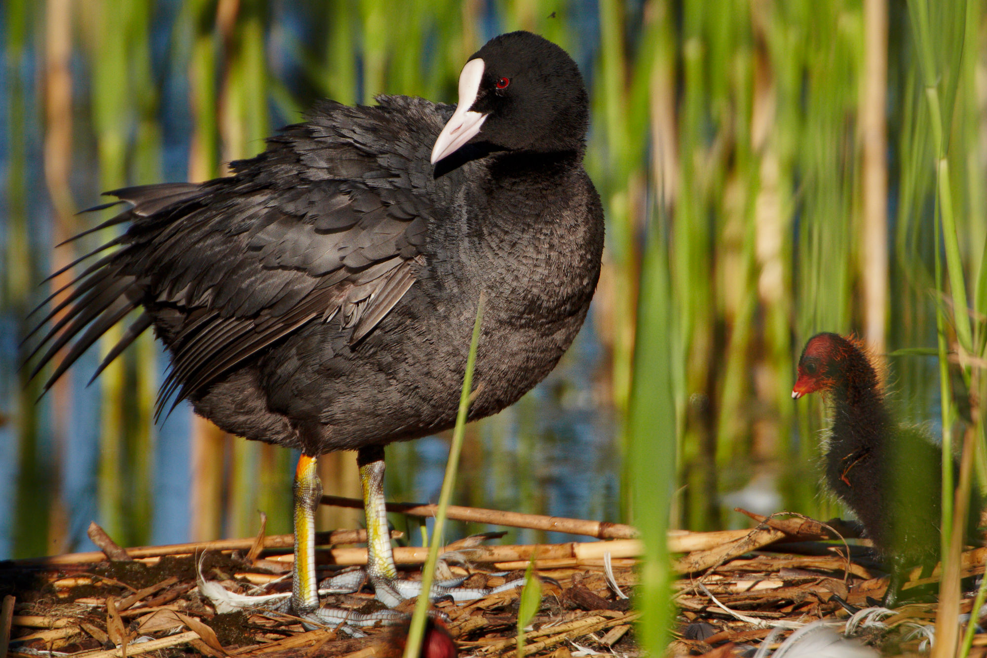 Coot