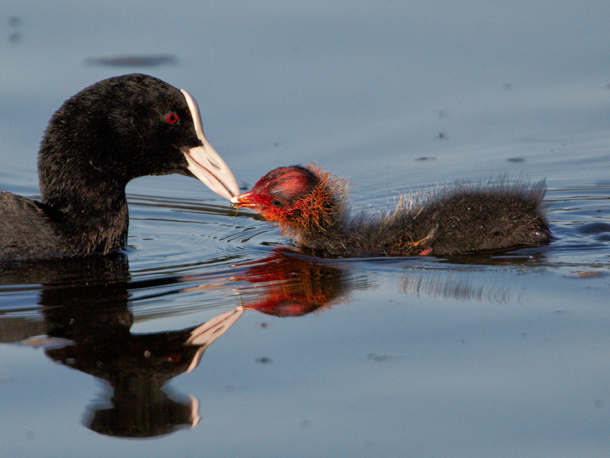 coot chick