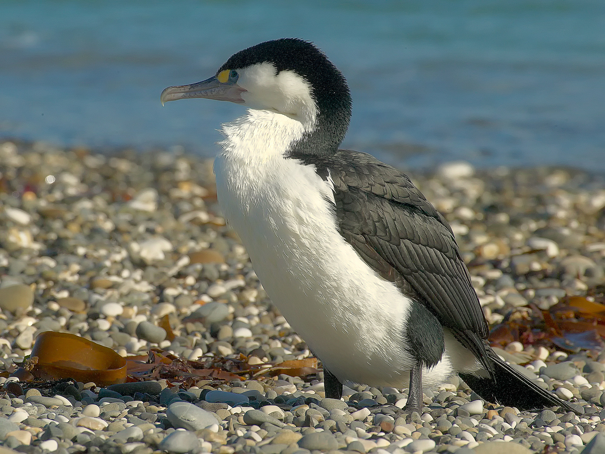 Cormorant