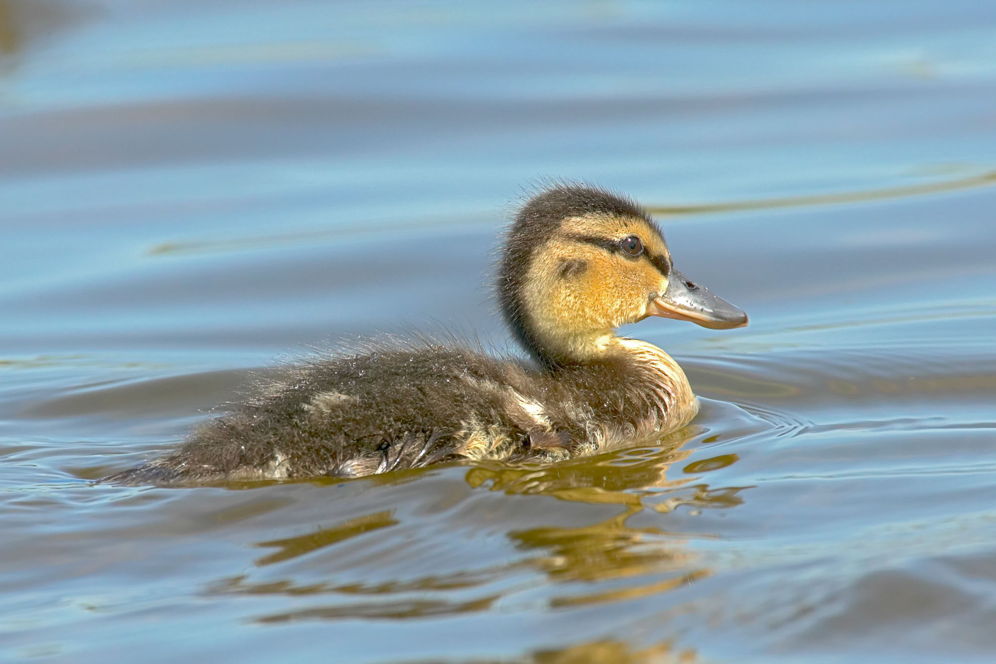 mallard