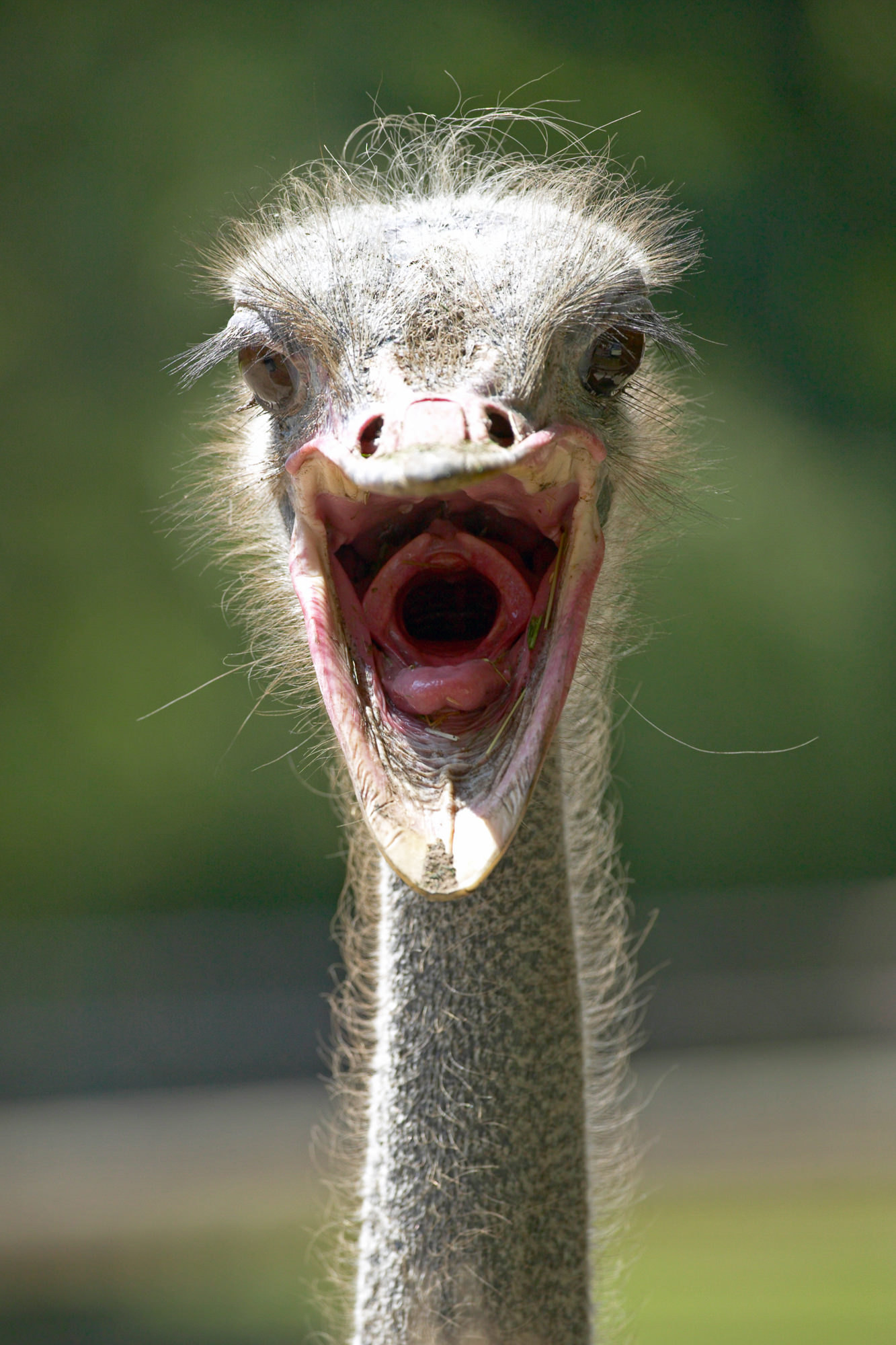 emu