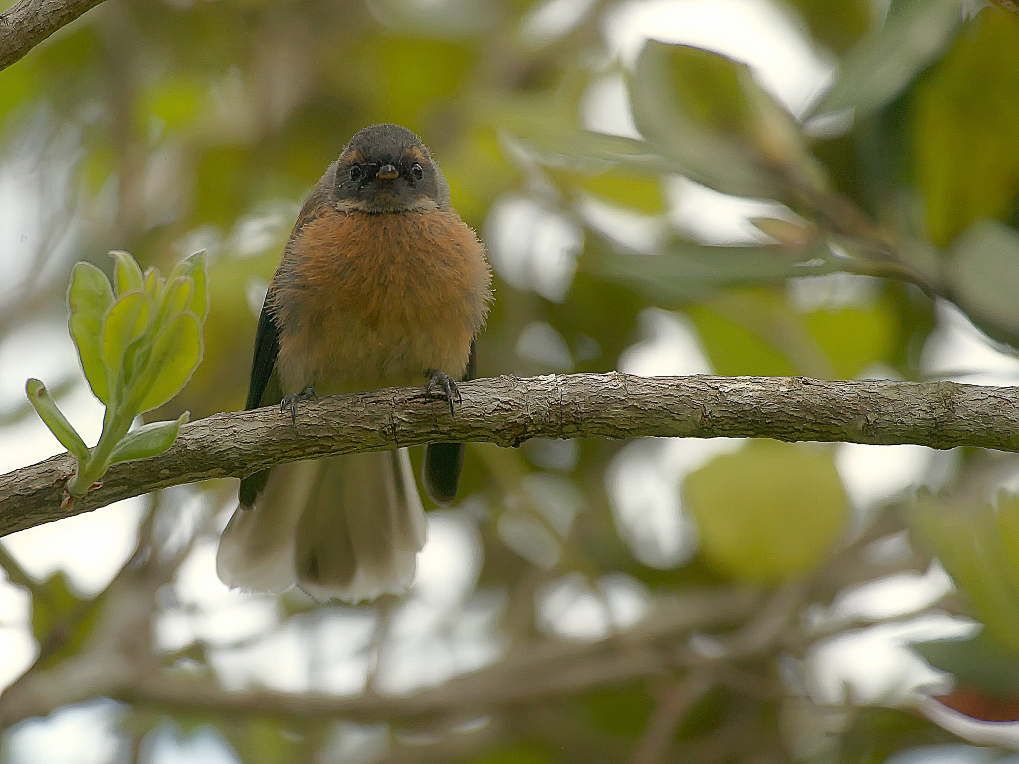 Fantail