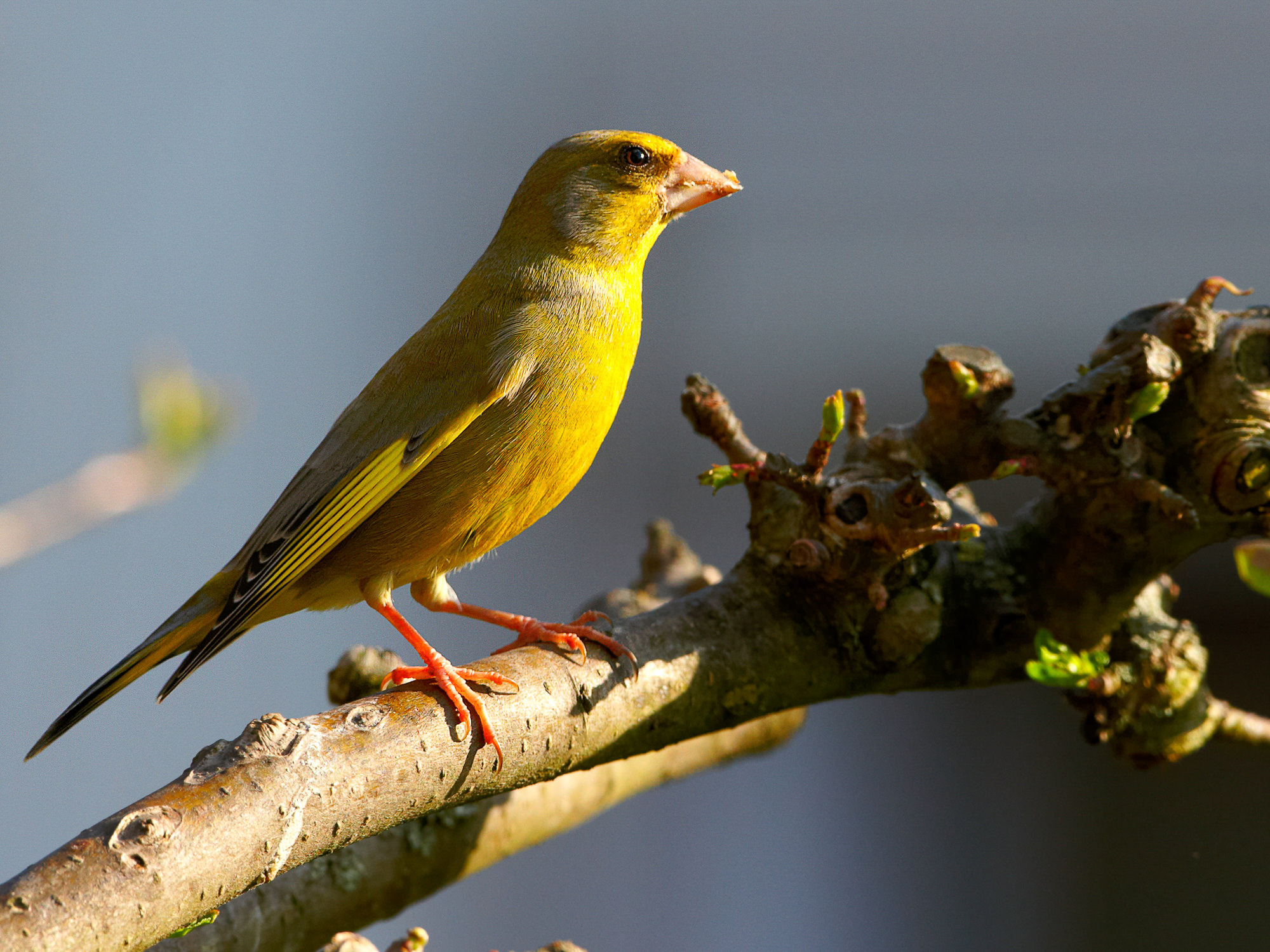 Finch