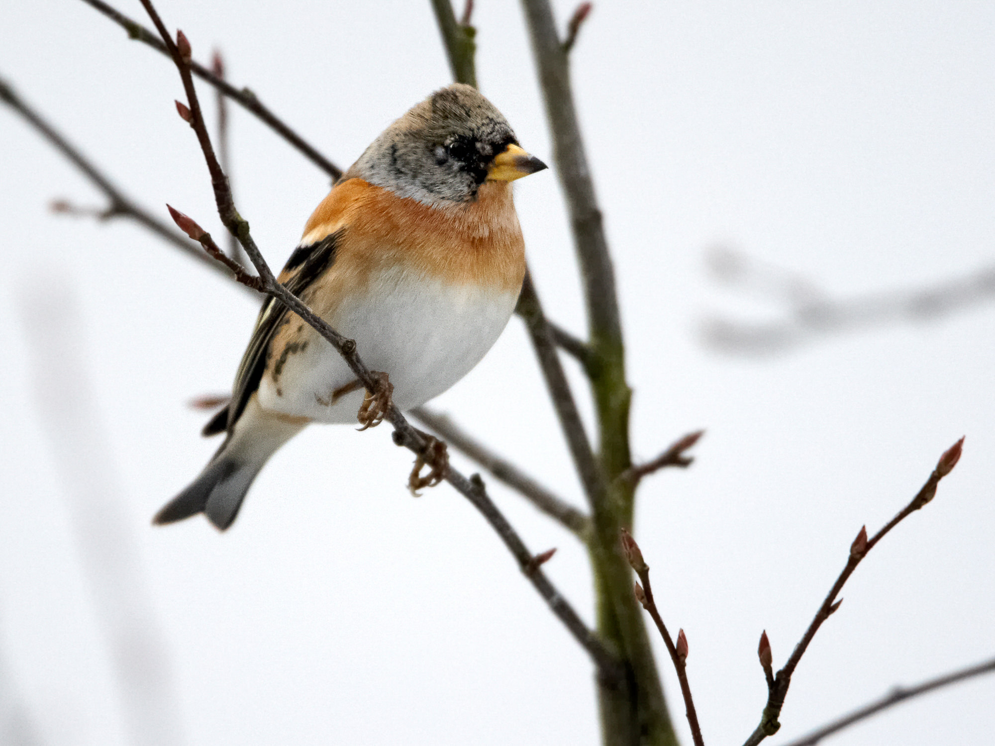 mountain finch
